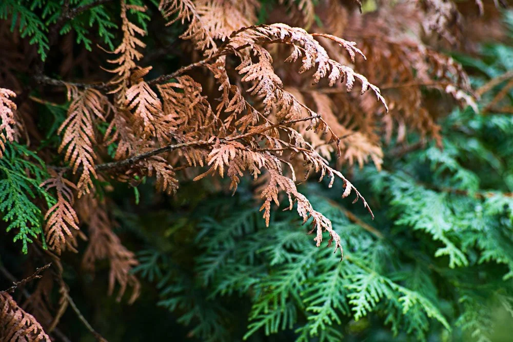 thuja entfernen in bern und umgebung
