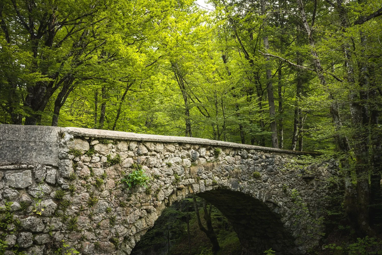_DSC0800.jpg