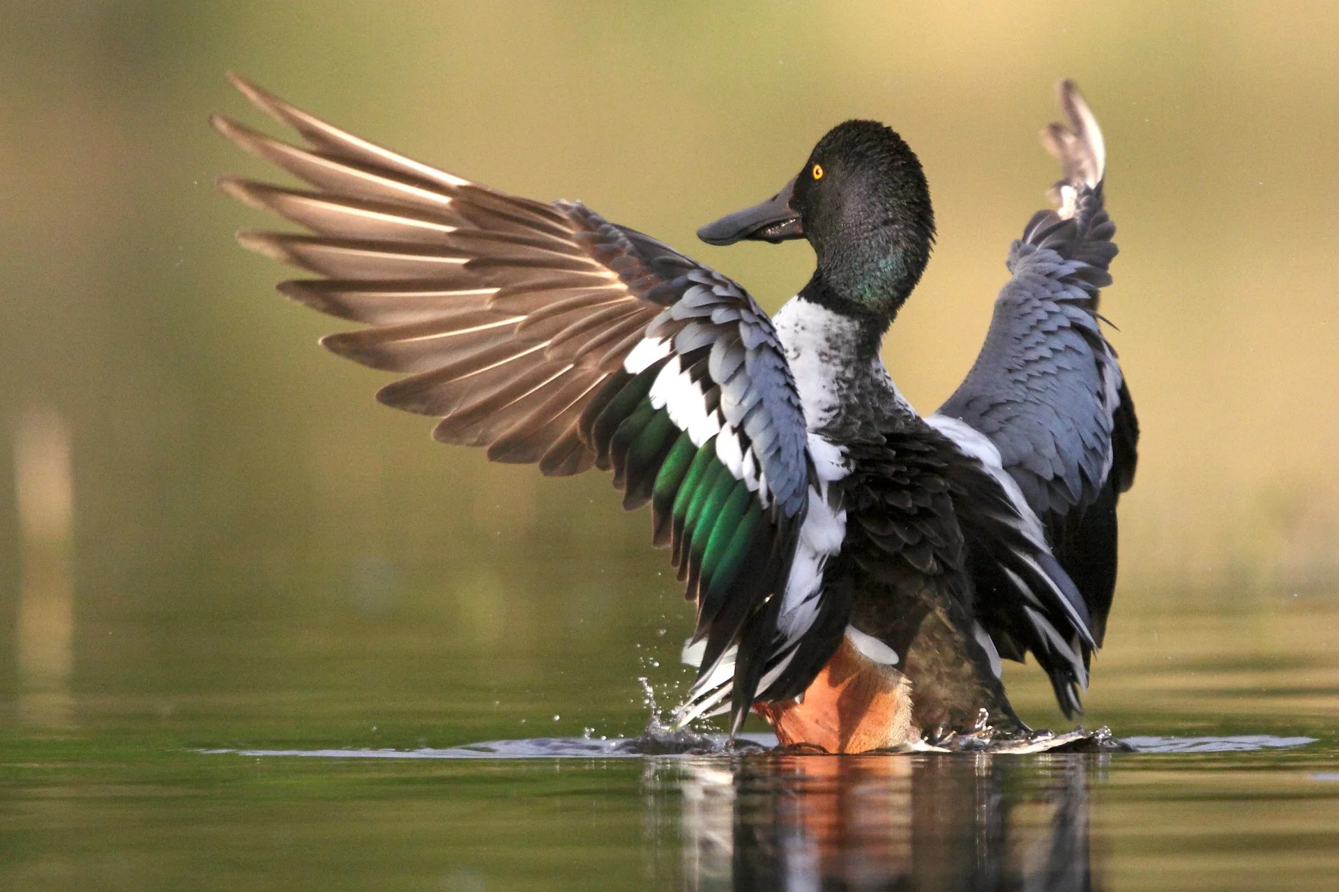 09_1517R_Canard_Souchet_1920_72.JPG