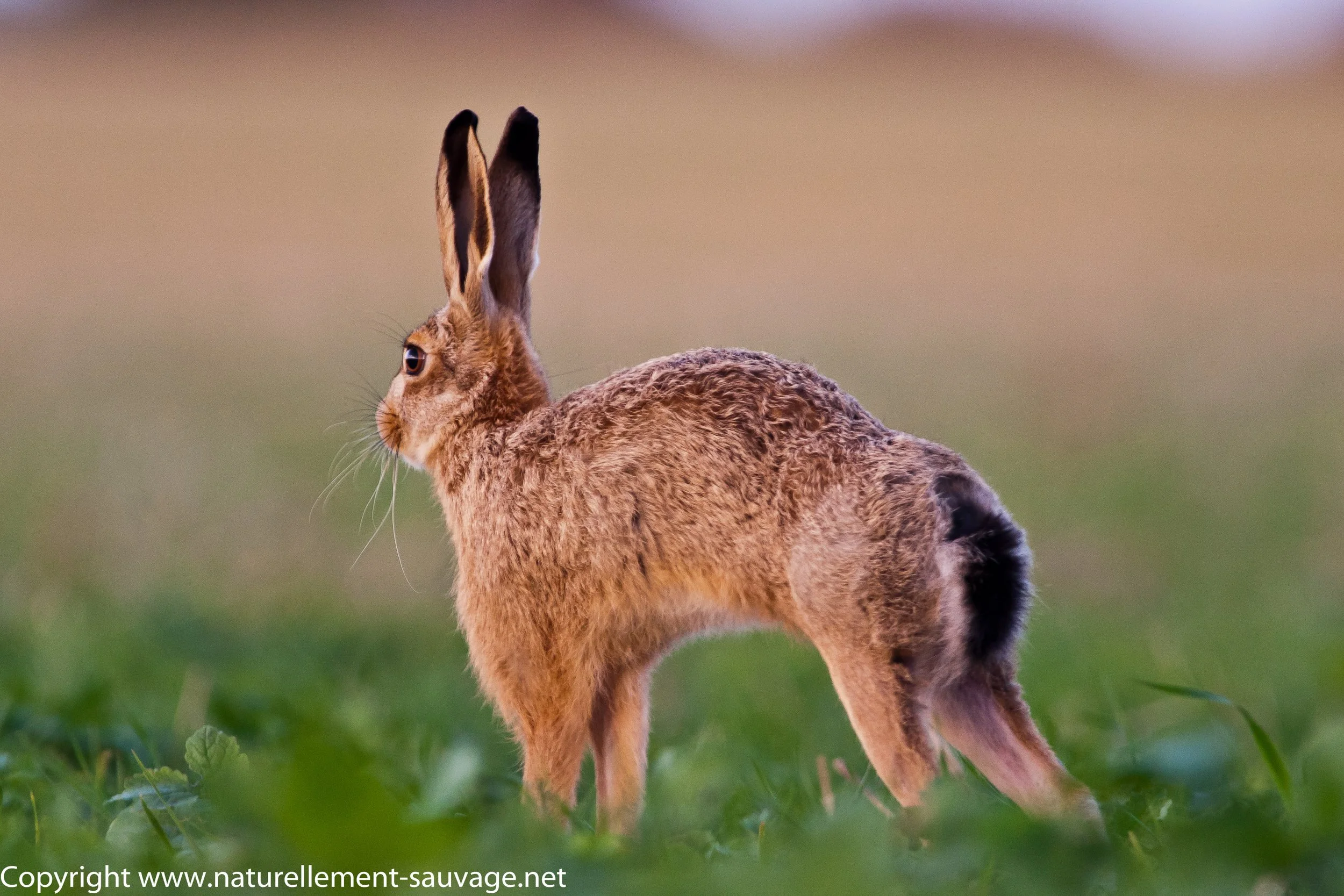 DENIS MATTER STRASBOURG-1.JPG