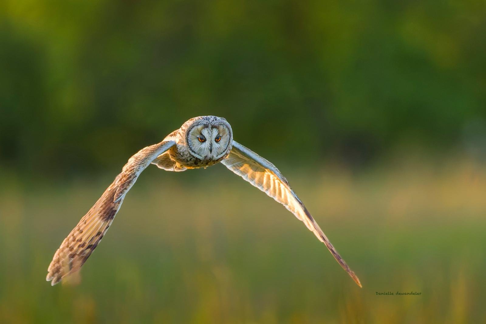 ©Danielle Dewandeler (1).jpg