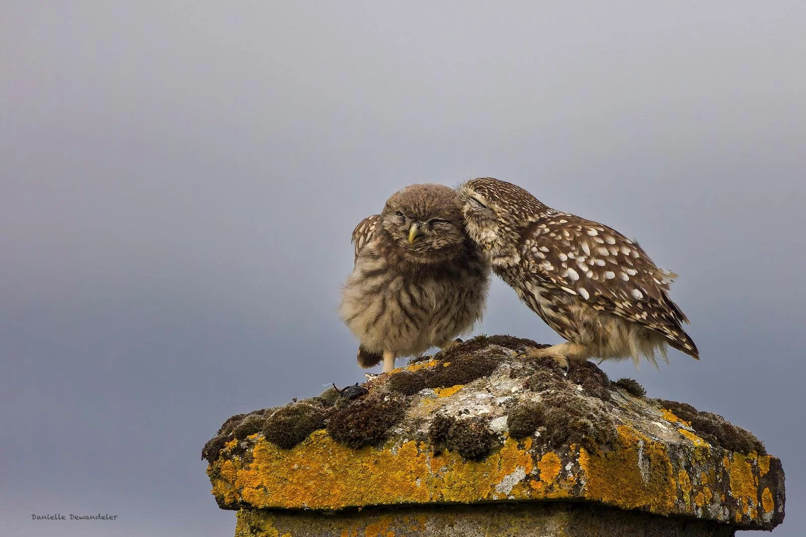 ©Danielle Dewandeler (2).jpg