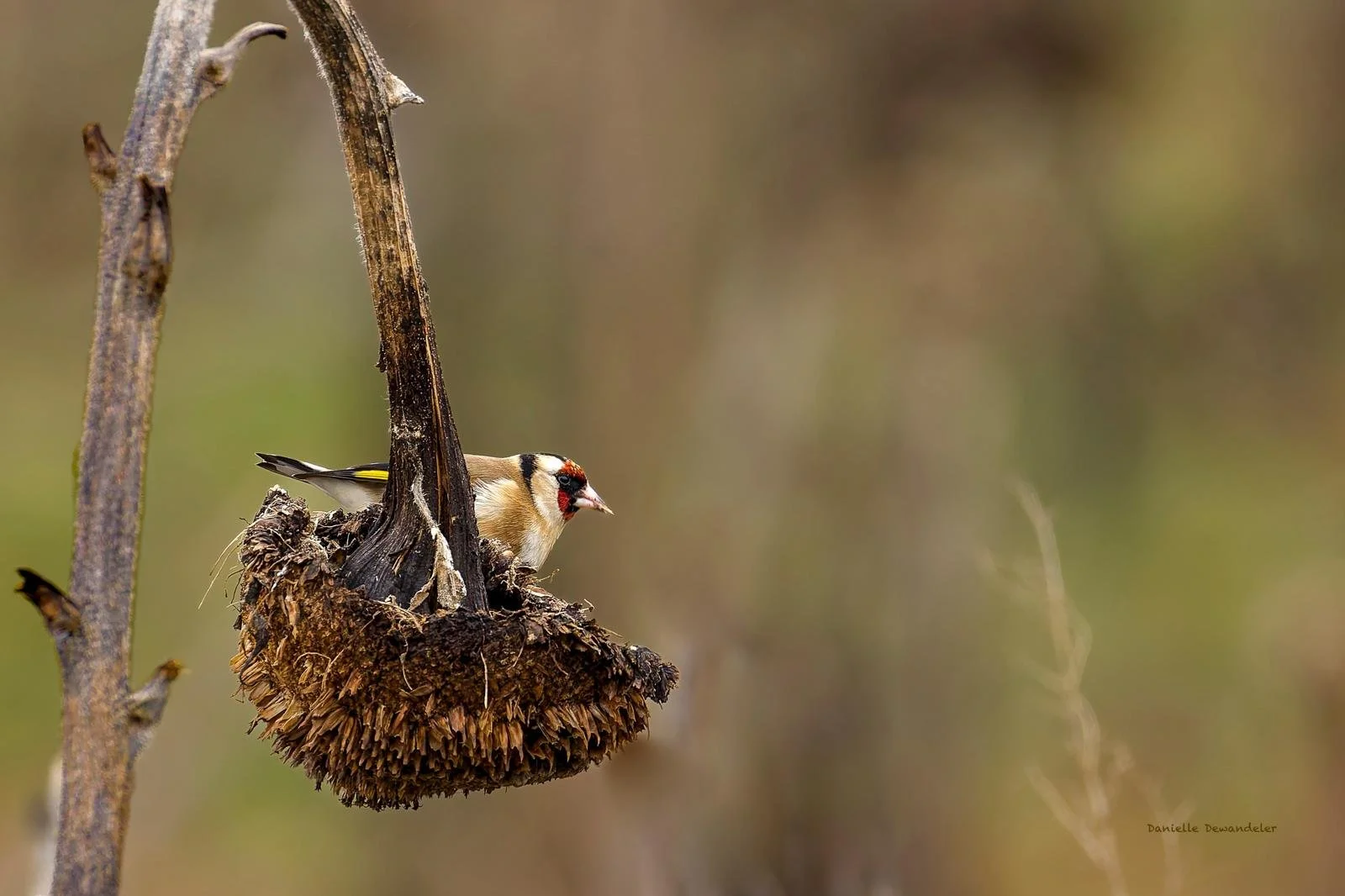 ©Danielle Dewandeler (4).jpg