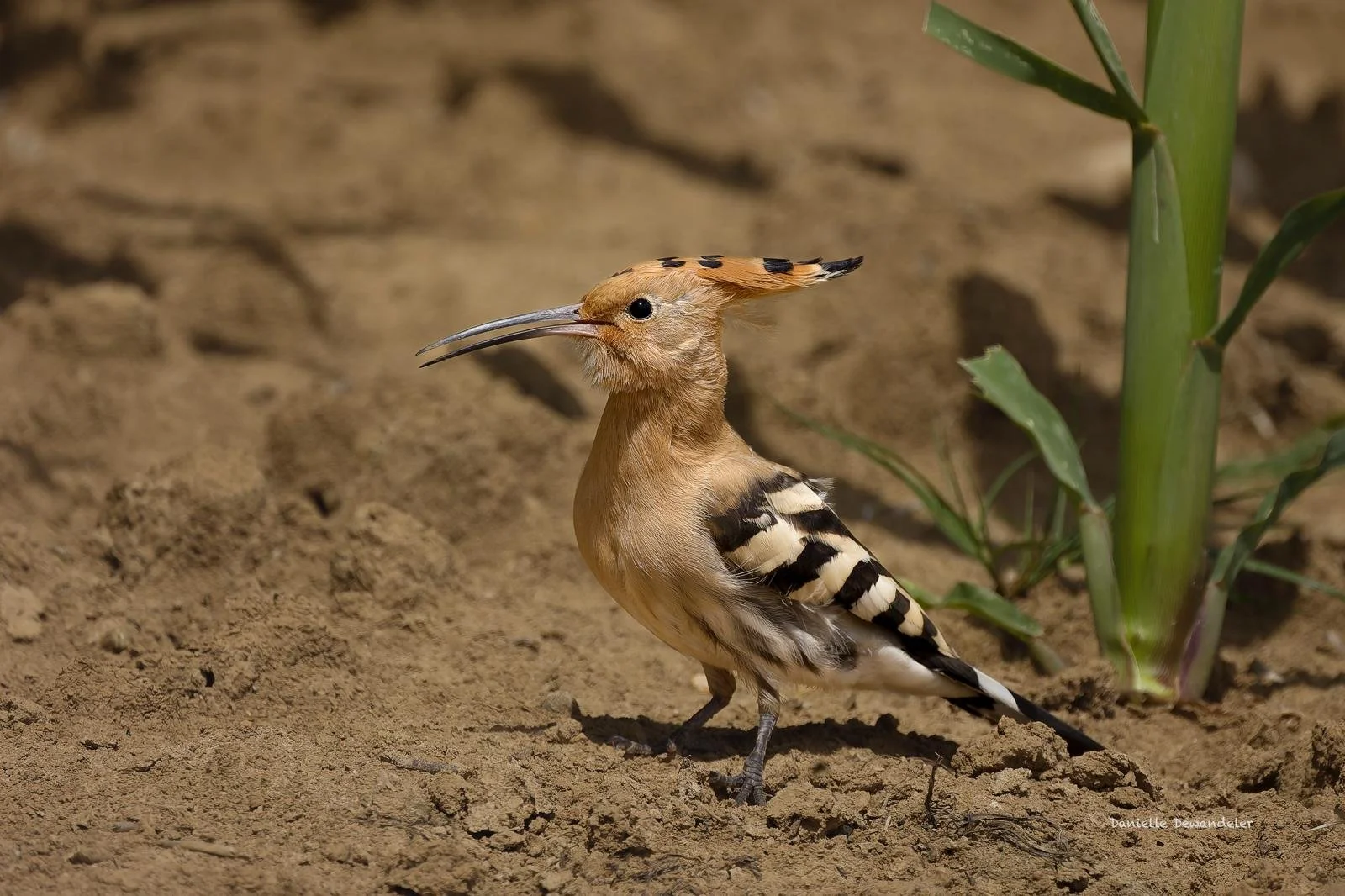 ©Danielle Dewandeler (5).jpg