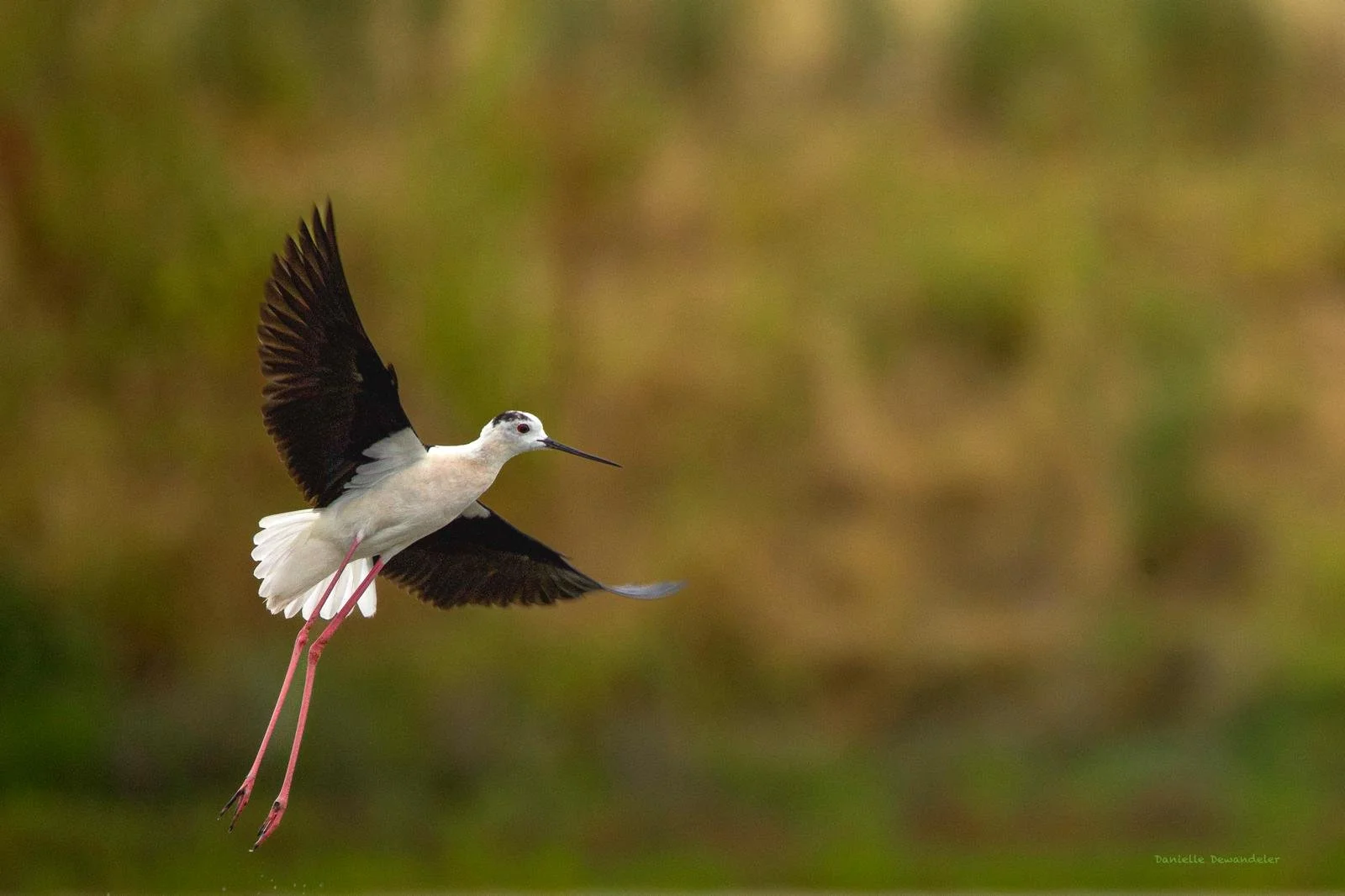 ©Danielle Dewandeler (6).jpg