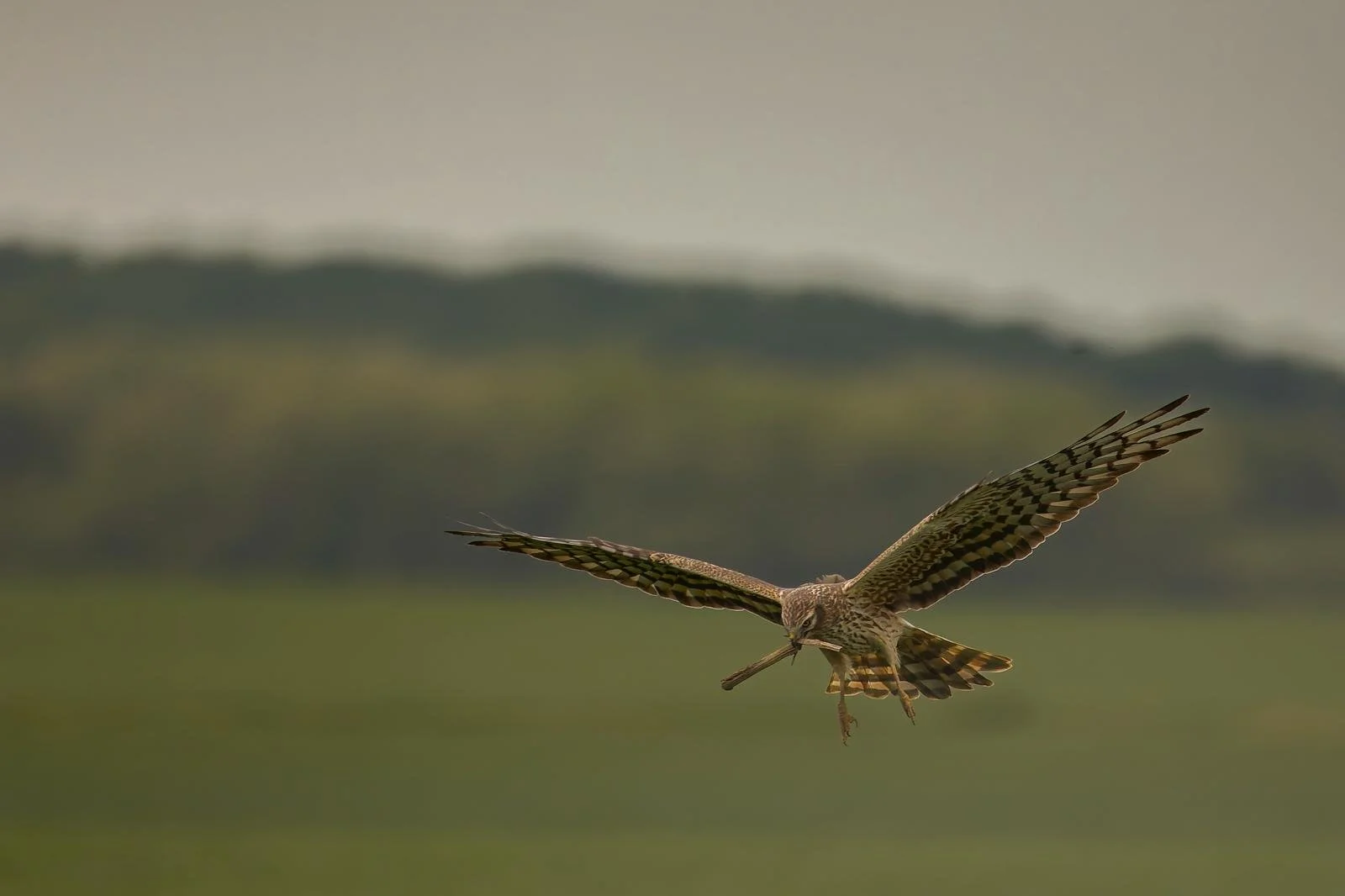 ©Danielle Dewandeler (7).jpg