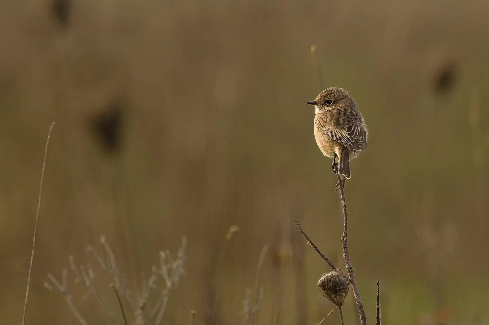 ©Danielle Dewandeler (9).jpg