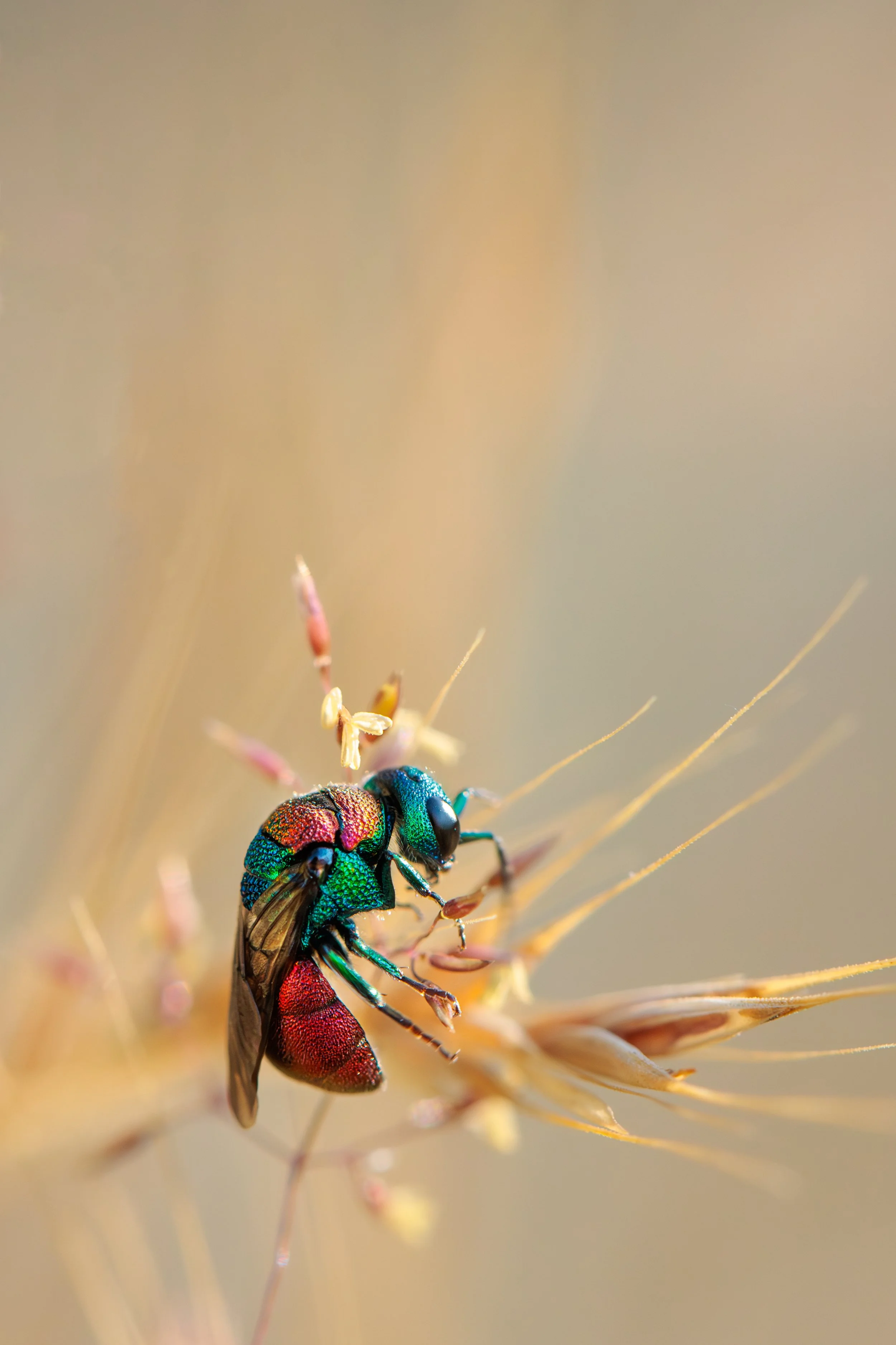 IMG_0550-Modifier.jpg