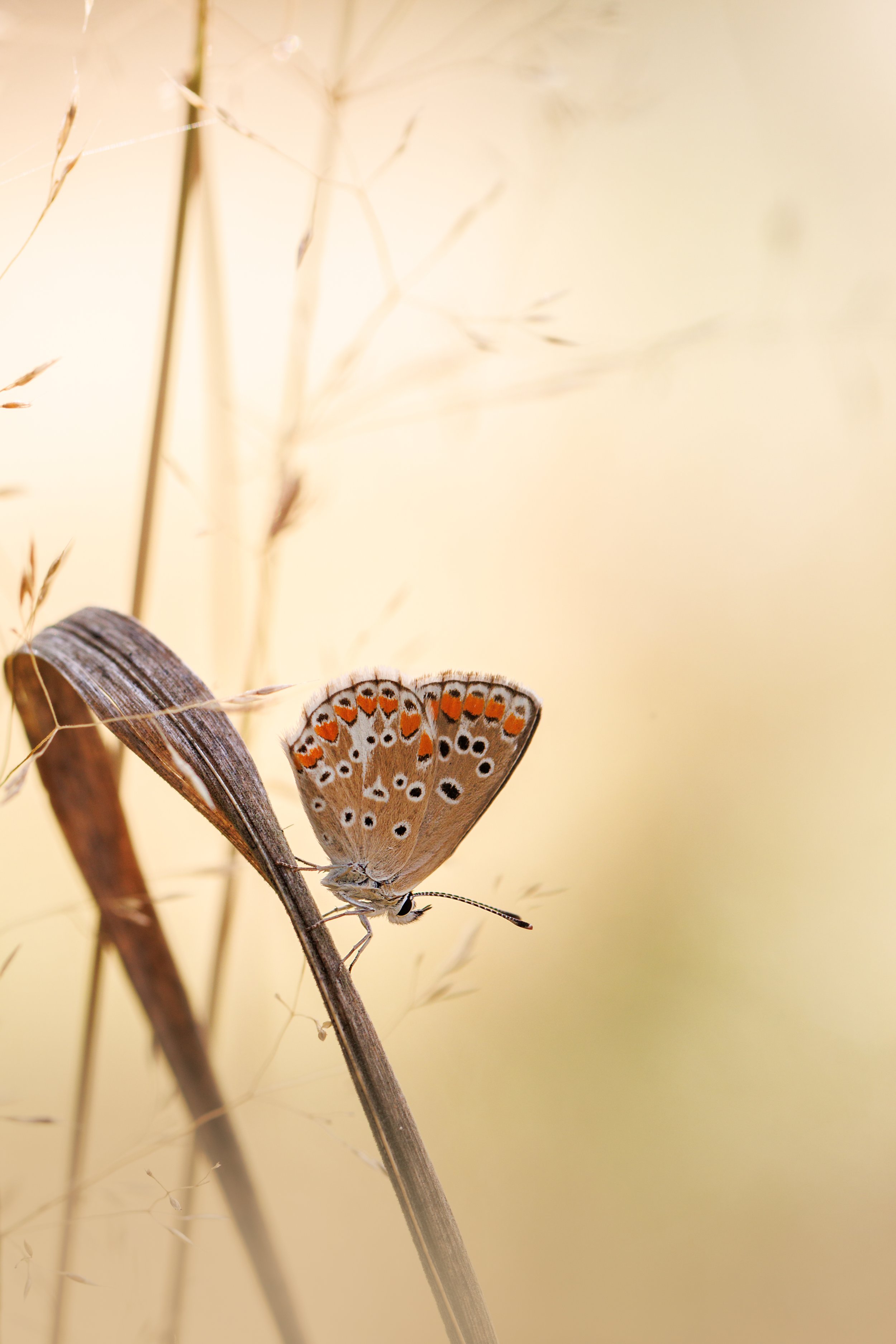 IMG_7674-Modifier.jpg