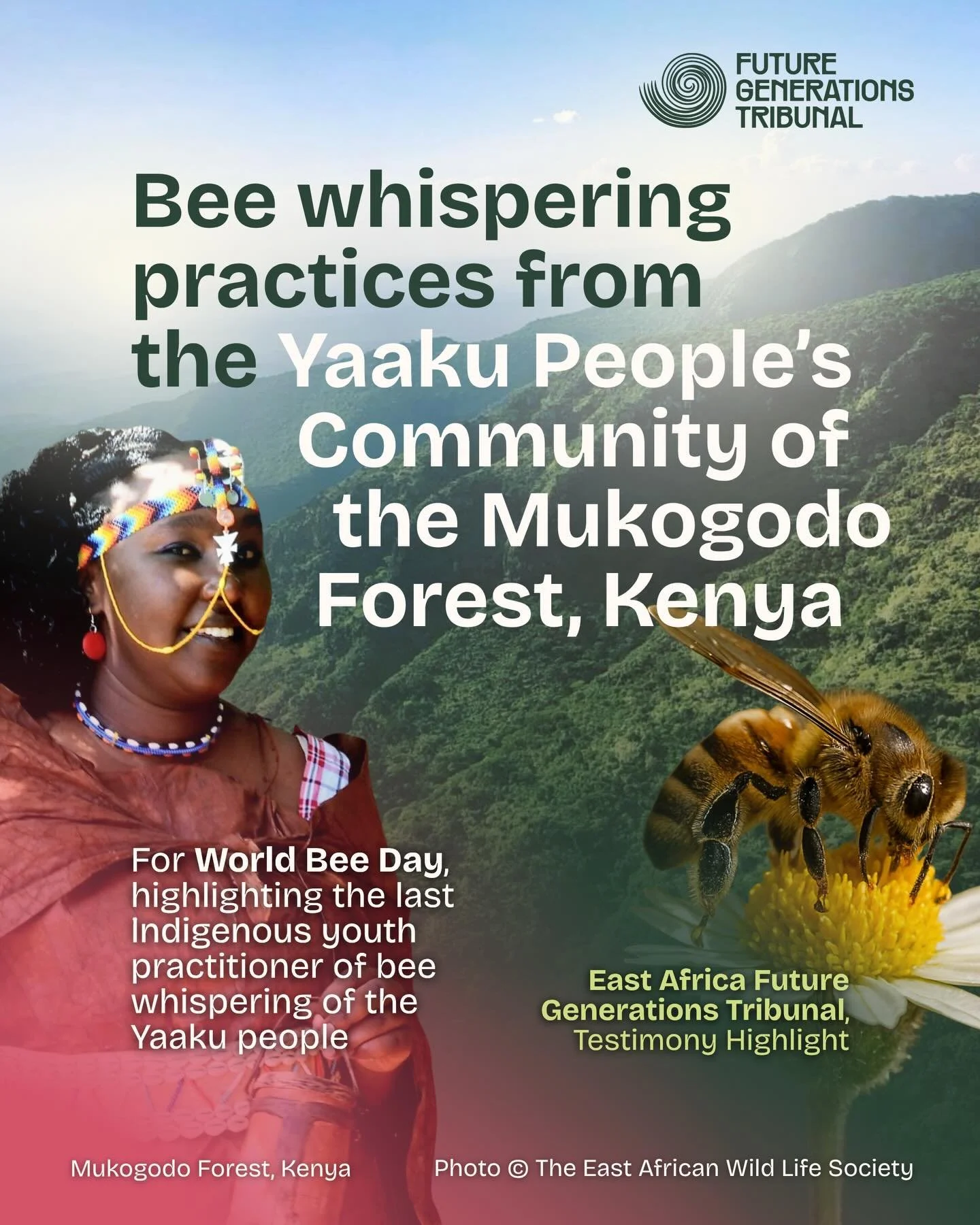 Bee whispering is a lifeline practice for the Yaaku people, threatened with extinction due to the accelerating environmental crisis. 

For World Bee Day this month, we are sharing the testimony of Juliana Loshiro, the last young Indigenous bee whispe