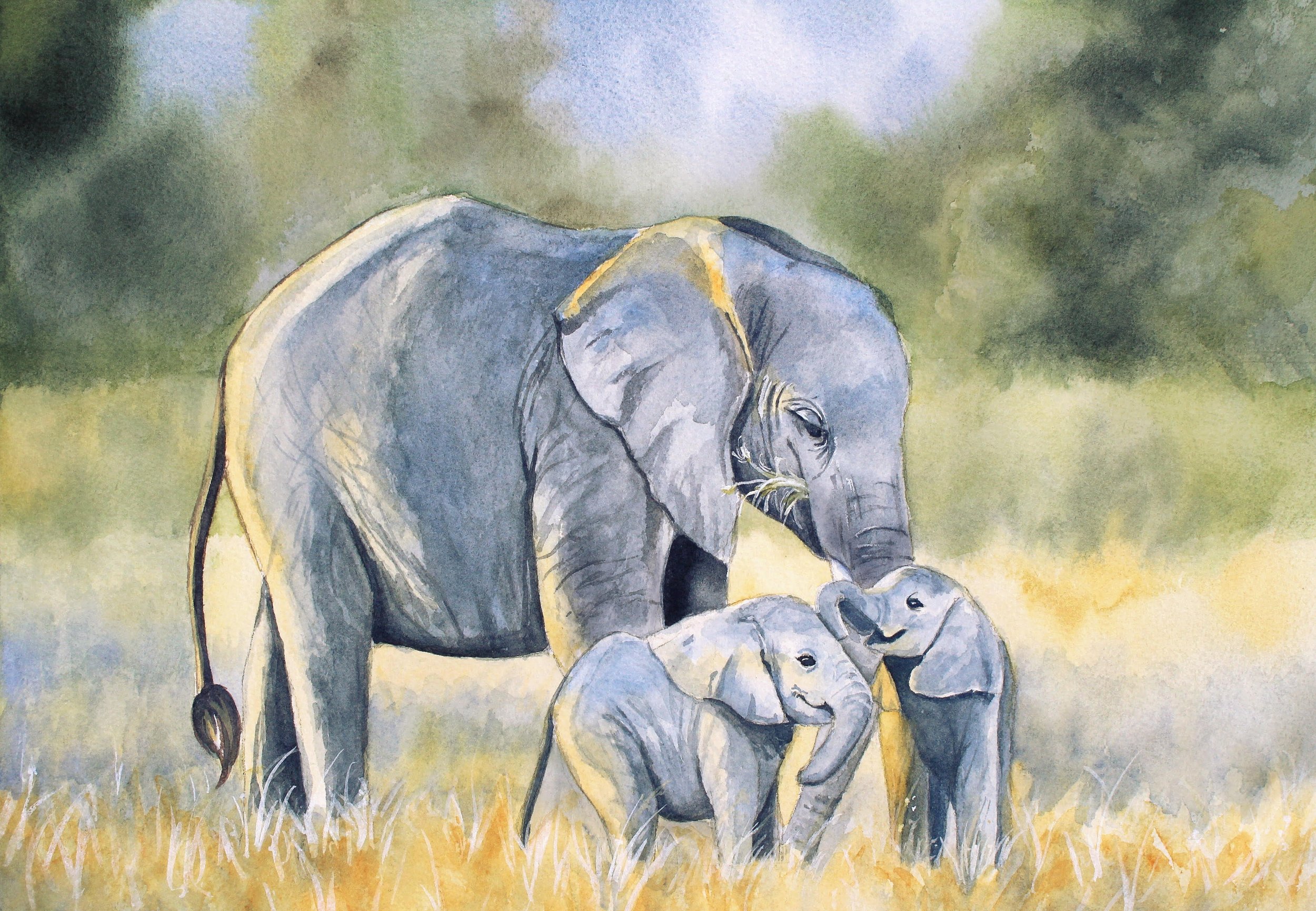 Elephant Family.jpg