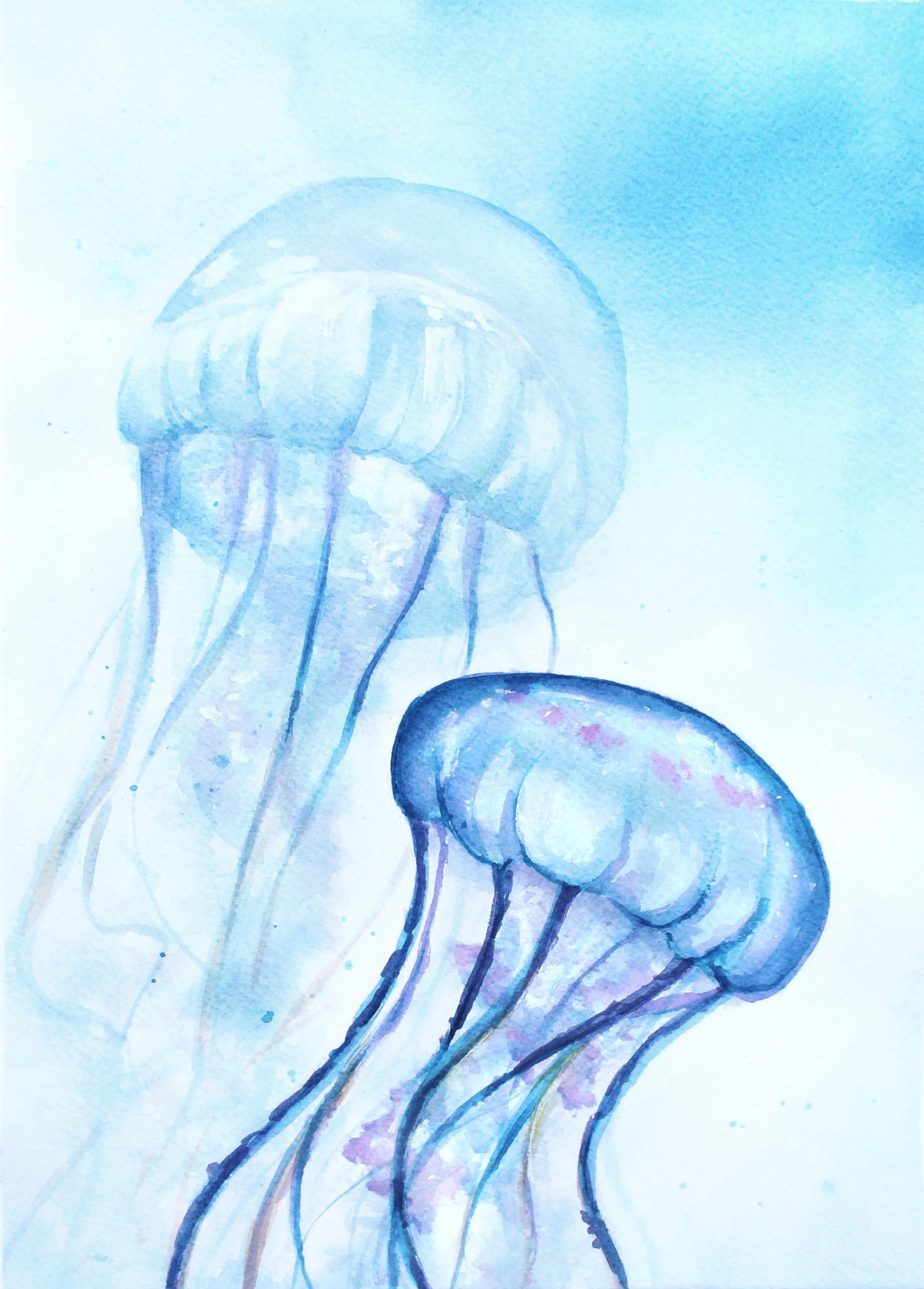Jellyfish.jpg