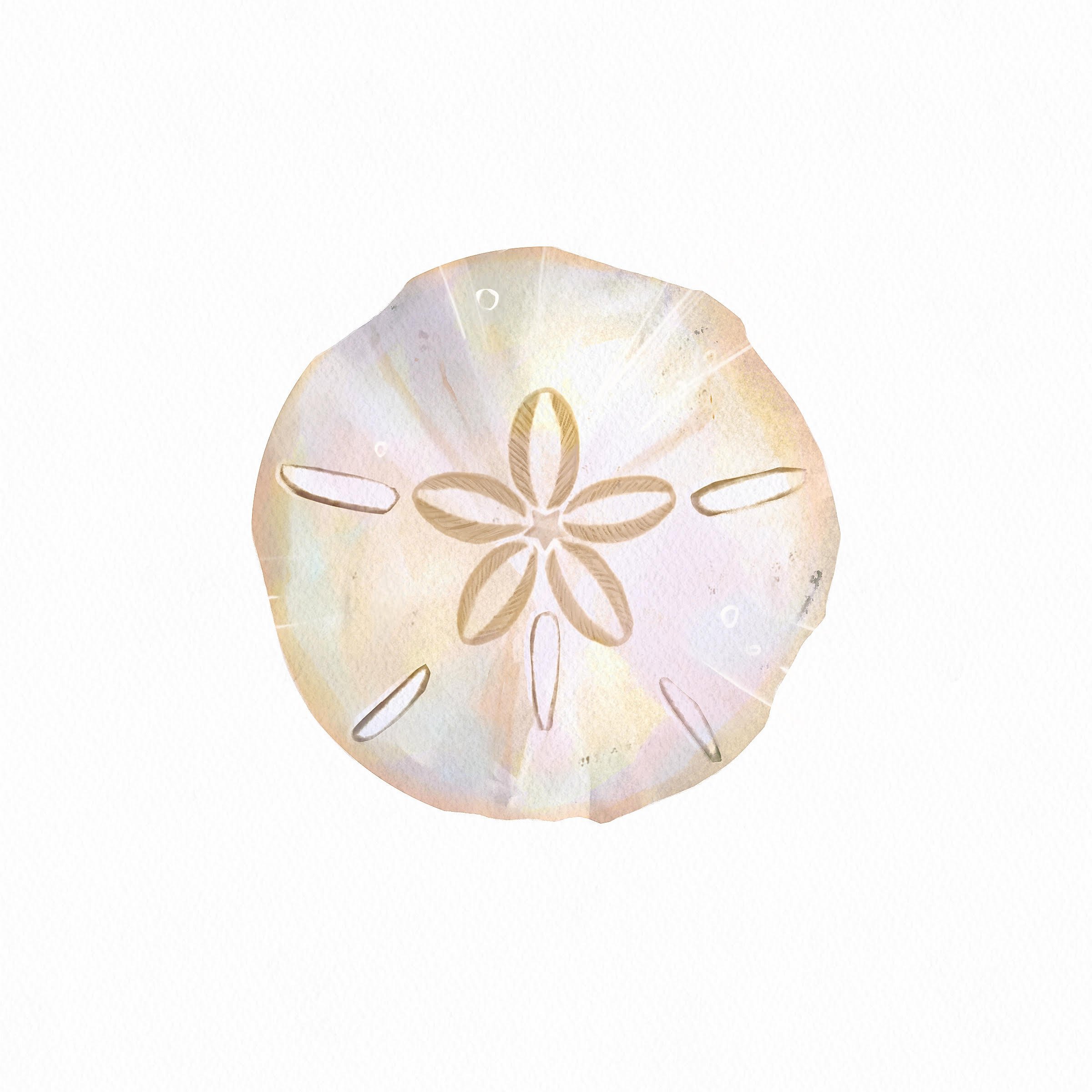 Sand Dollar.jpg