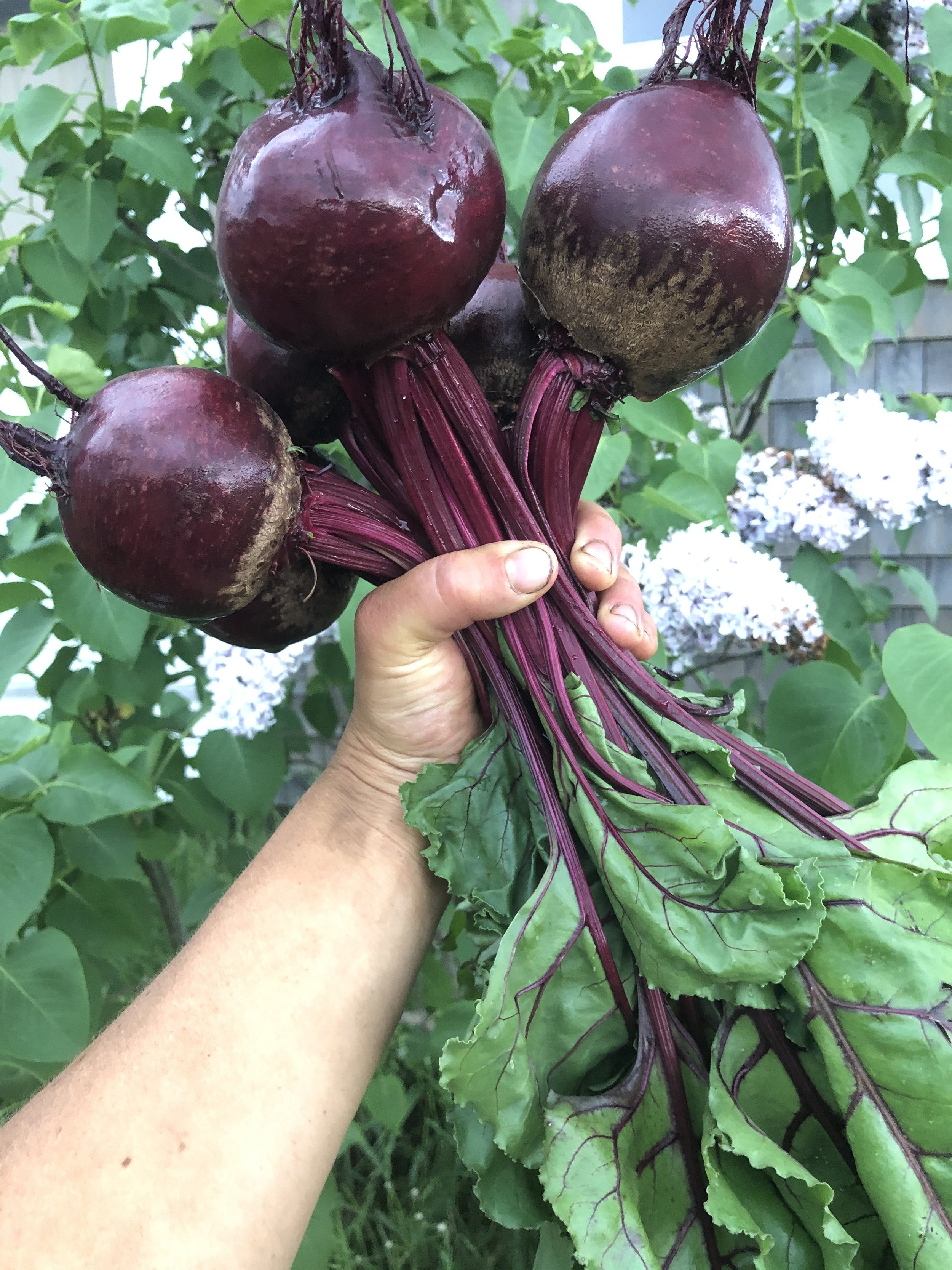 Fresh Beets.jpeg