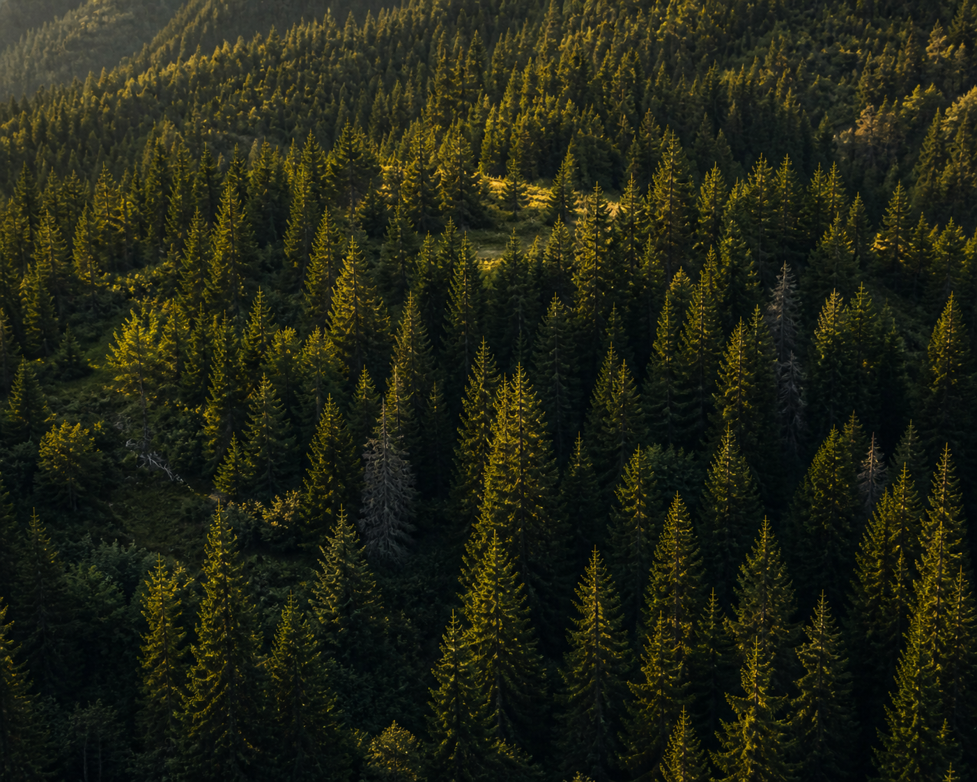 Didn’t See the Tree for the Forest