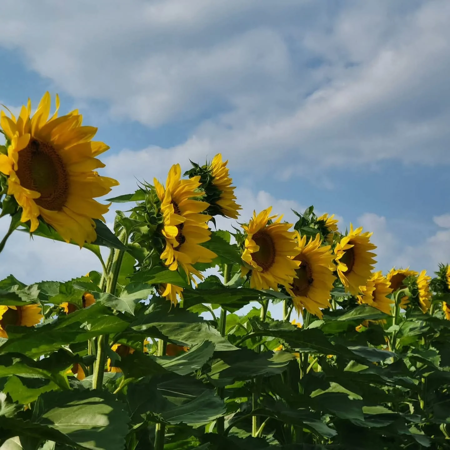Sunflowers don’t skip their glow-up…
Neither should your cabin. π»β¨
DM us to lock in your fall/winter refresh π§Ή