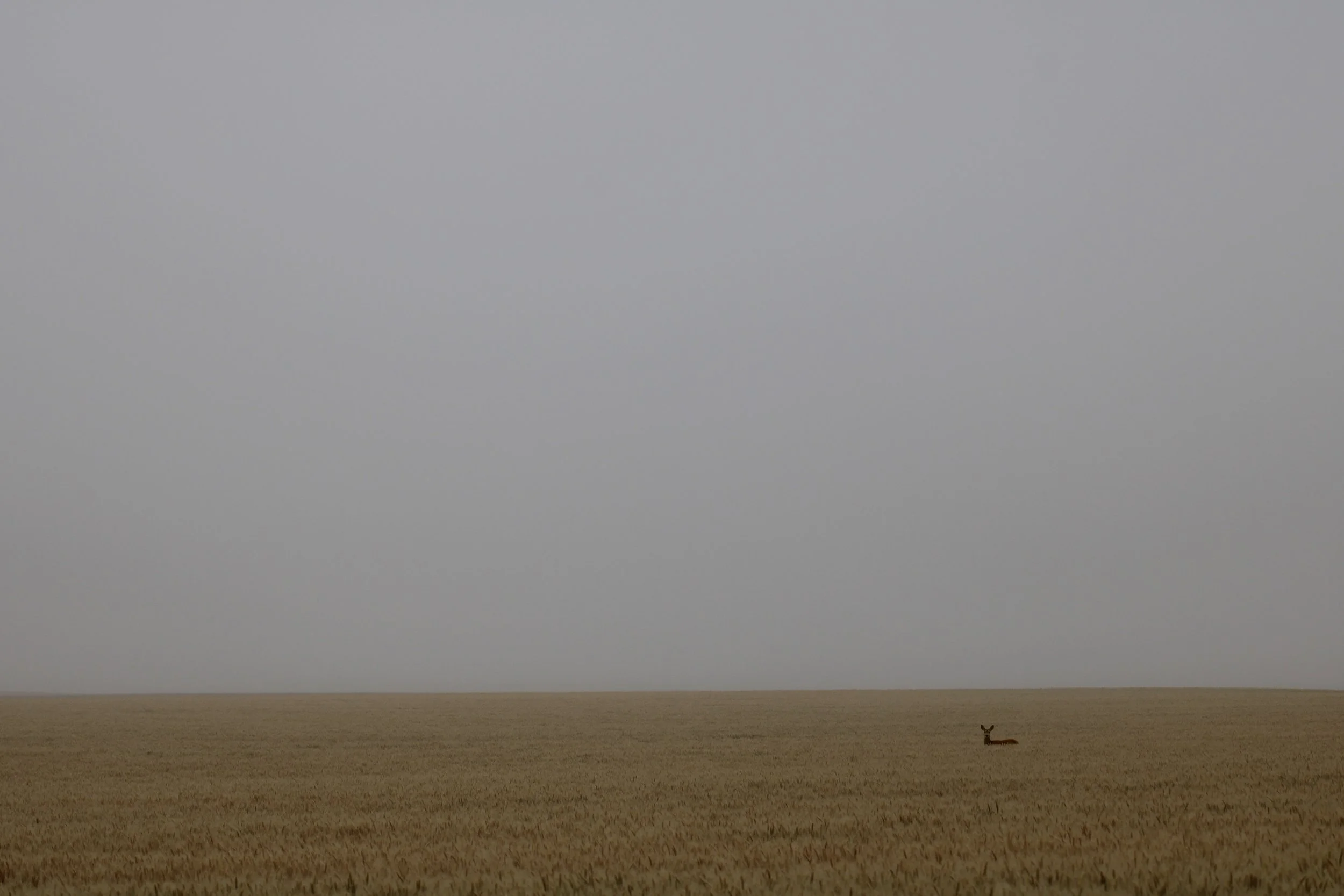 A single deer resting in a wheat field under a flat grey sky, Lincoln County, CO