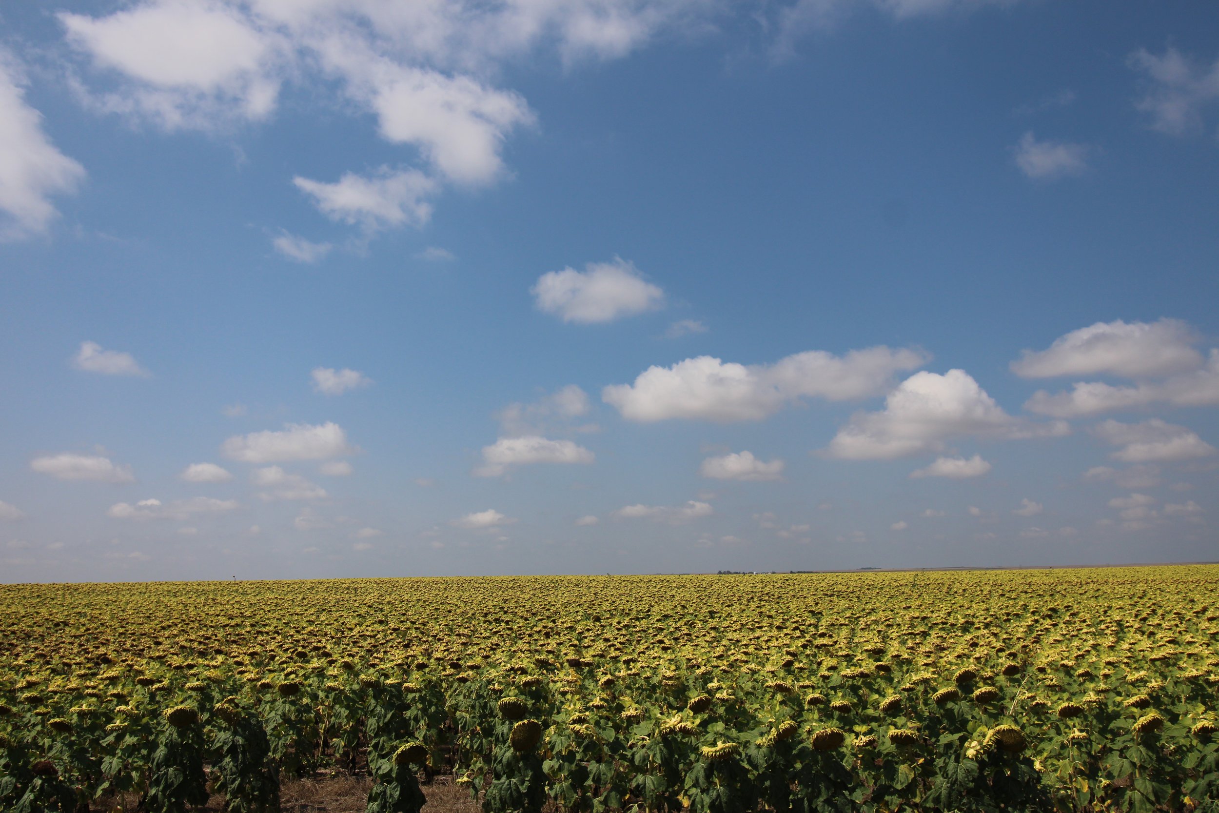 A field of sunflowers facing away from the sun, low horizon, scattered clouds, Kit Carson County, CO