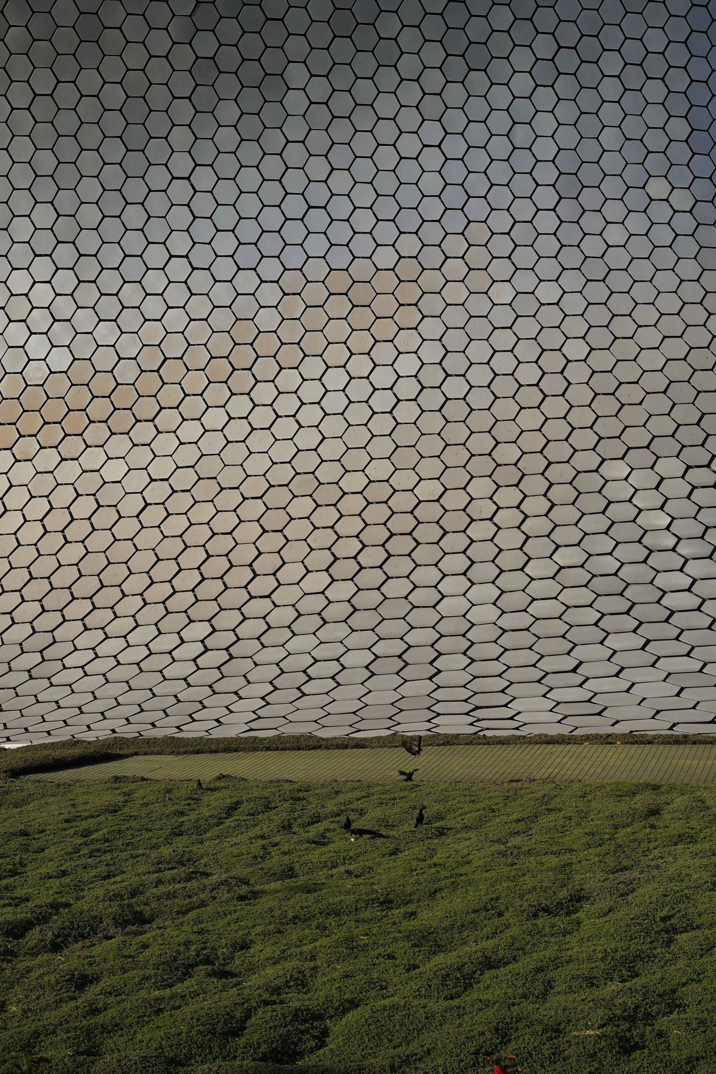 Hexagonal glass panels with birds walking on grass, Museo Soumaya, Mexico City, Mexico