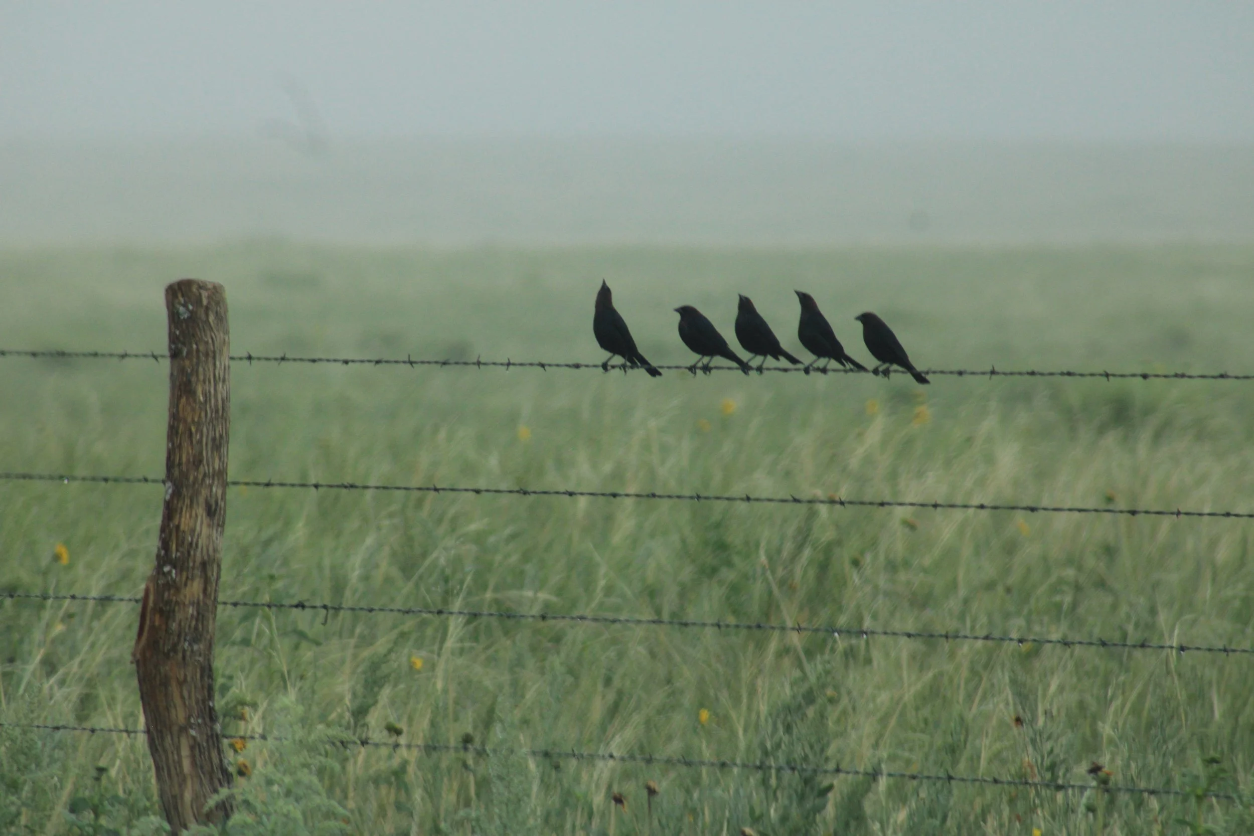 Five blackbirds perched on a barbed wire fence in morning fog, Lincoln County, CO
