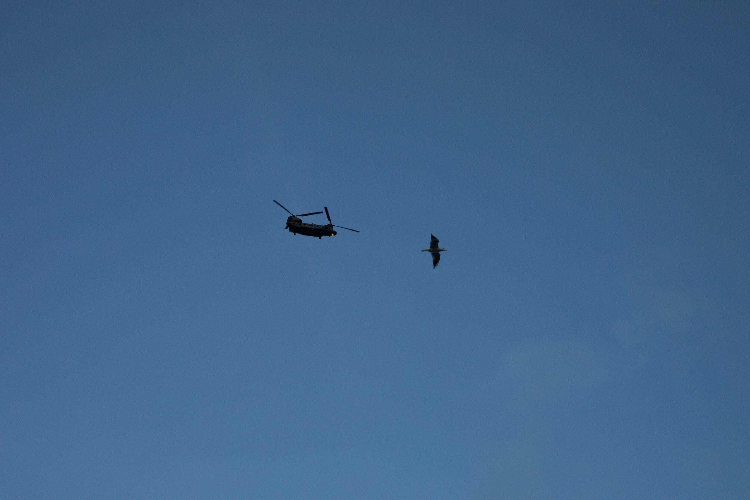 Chinook helicopter, one seagull, flat blue sky, London, UK