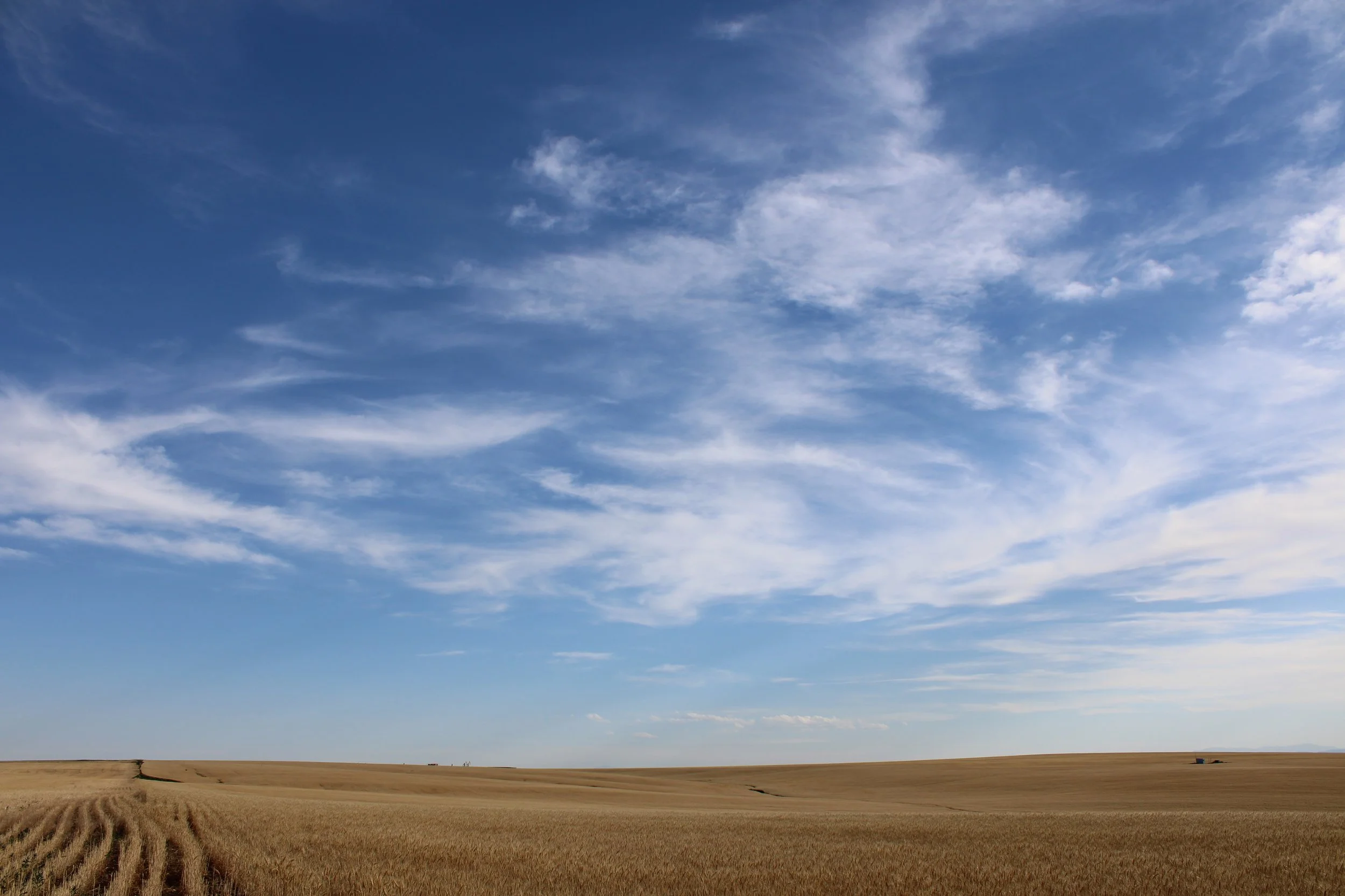 Wheat field under a wide sky, tractor tracks curving from the lower left, Adams County, CO