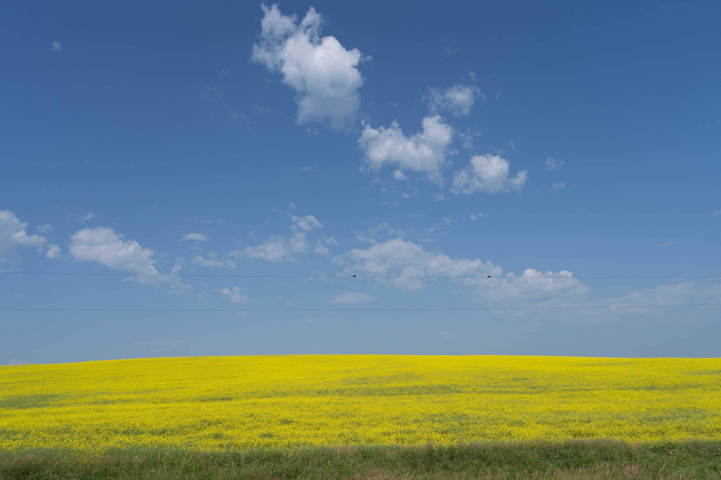 Canola field in full bloom, two birds on a power line, cumulus clouds, Alberta, Canada
