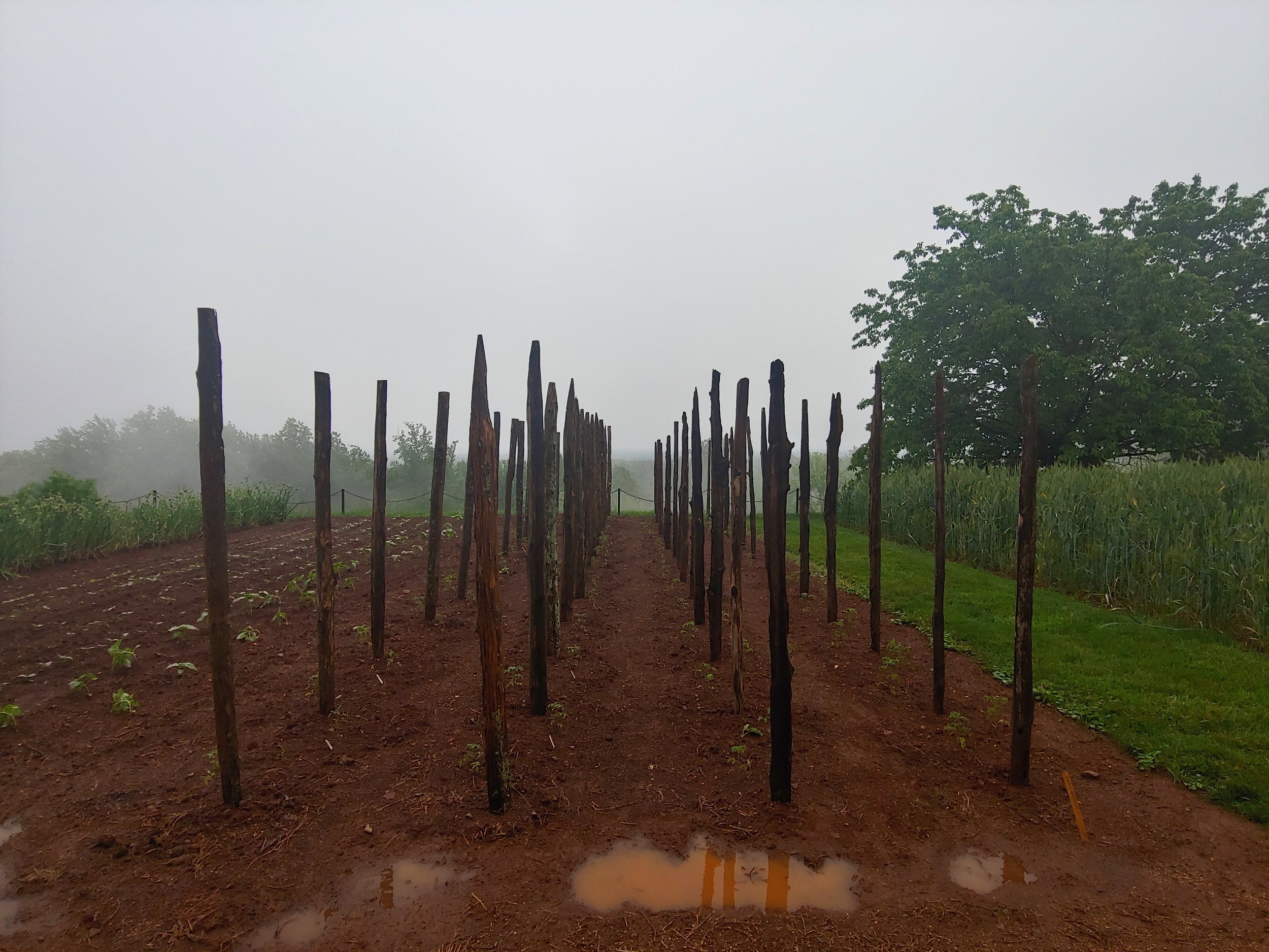 Split timber stakes, red clay, fog and rain, Monticello, Virginia