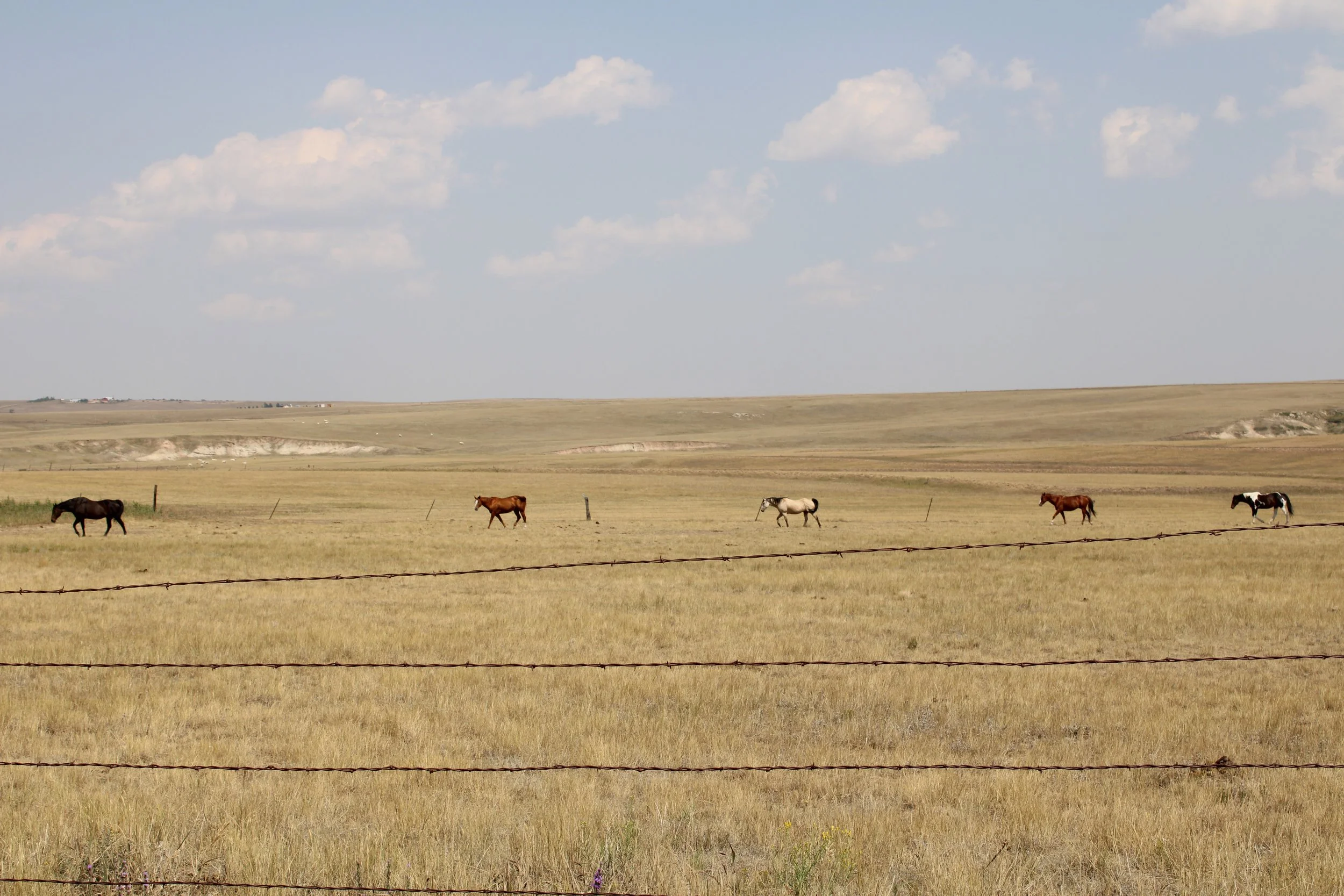 Five horses evenly spaced across a dry grass prairie, barbed wire fence in the foreground, Elbert County, CO
