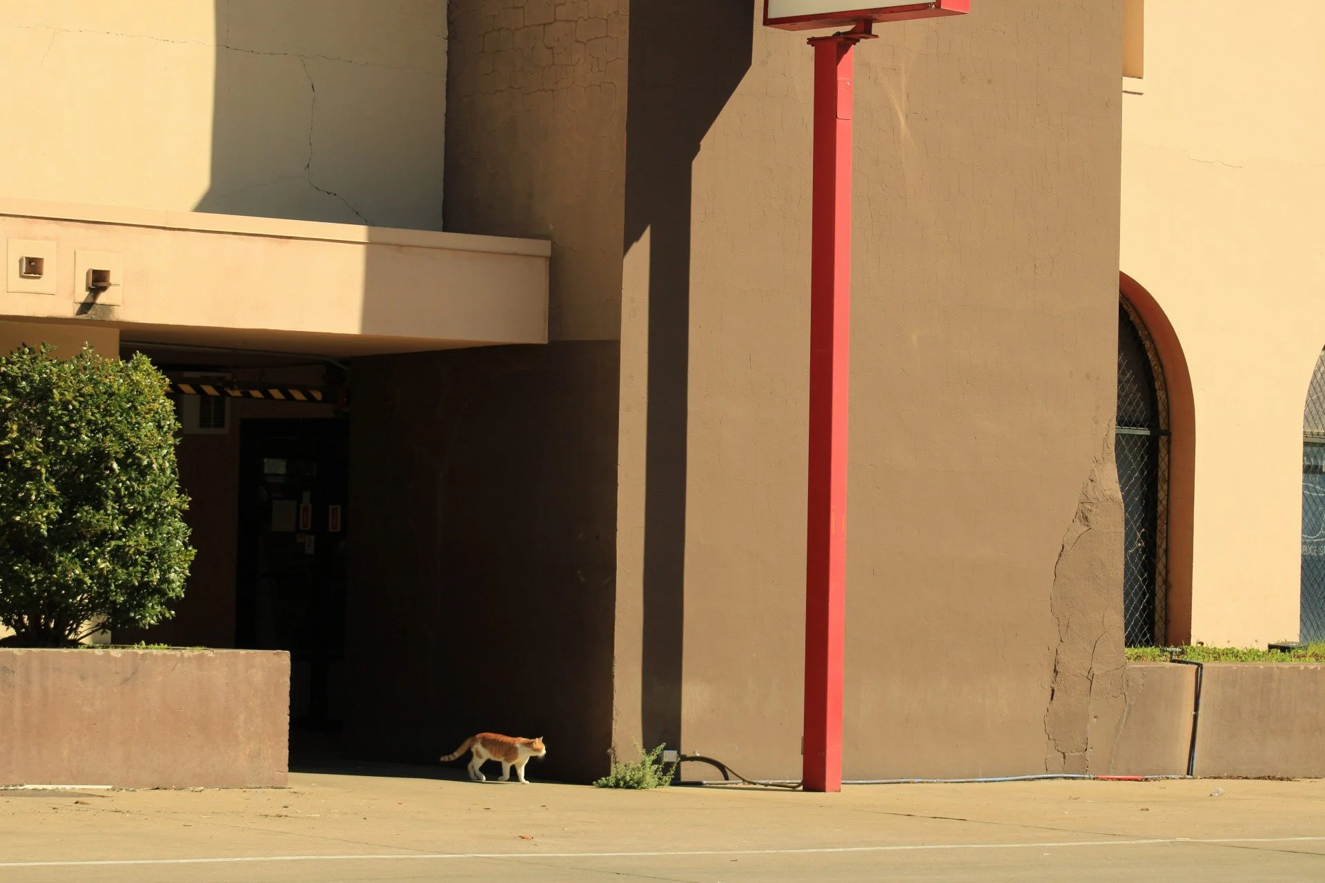 Orange cat, shadow blocks, Cotton Bowl, Dallas, TX