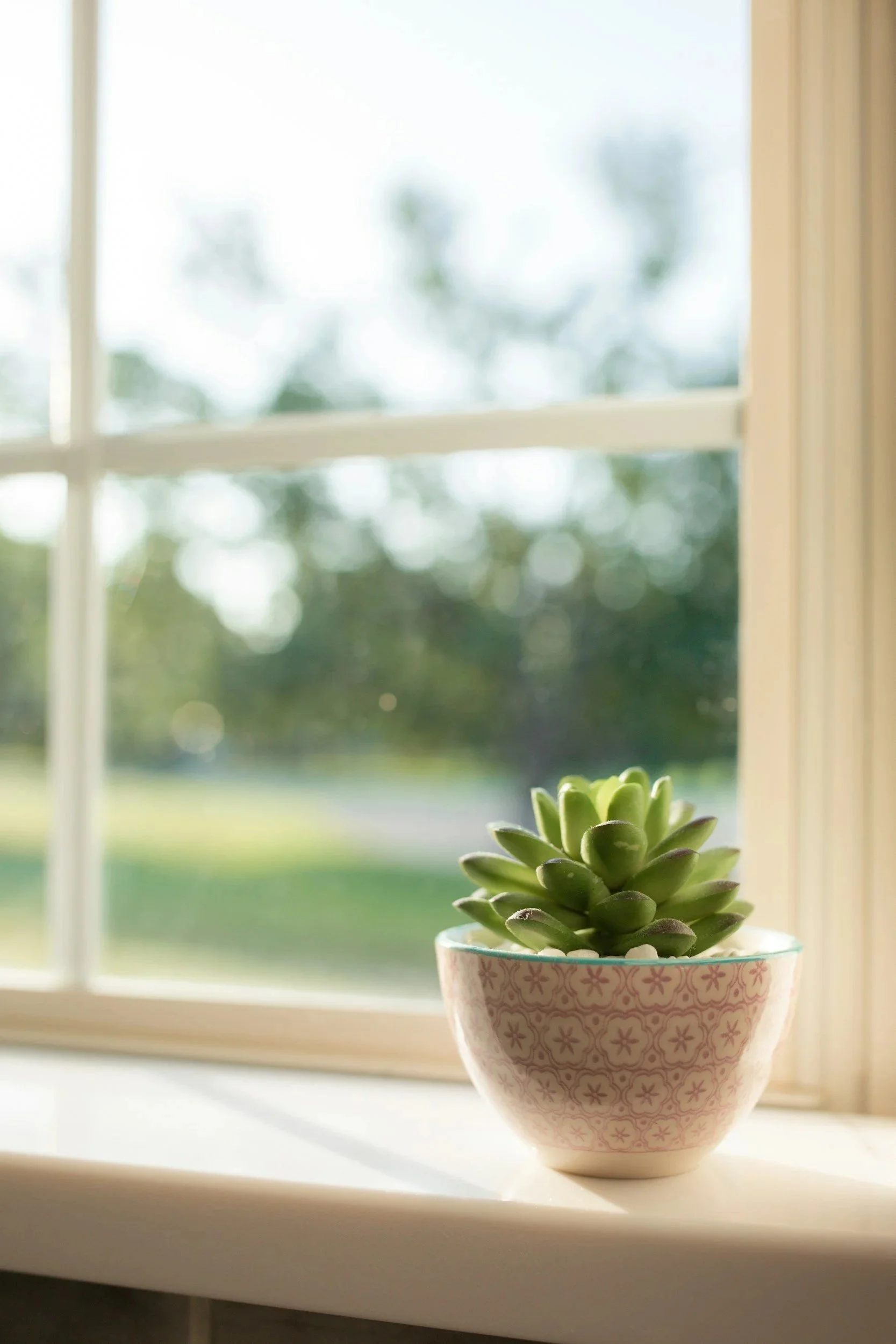 A potted succulent plant sitting on a windowsill with a blurred green outdoor background.