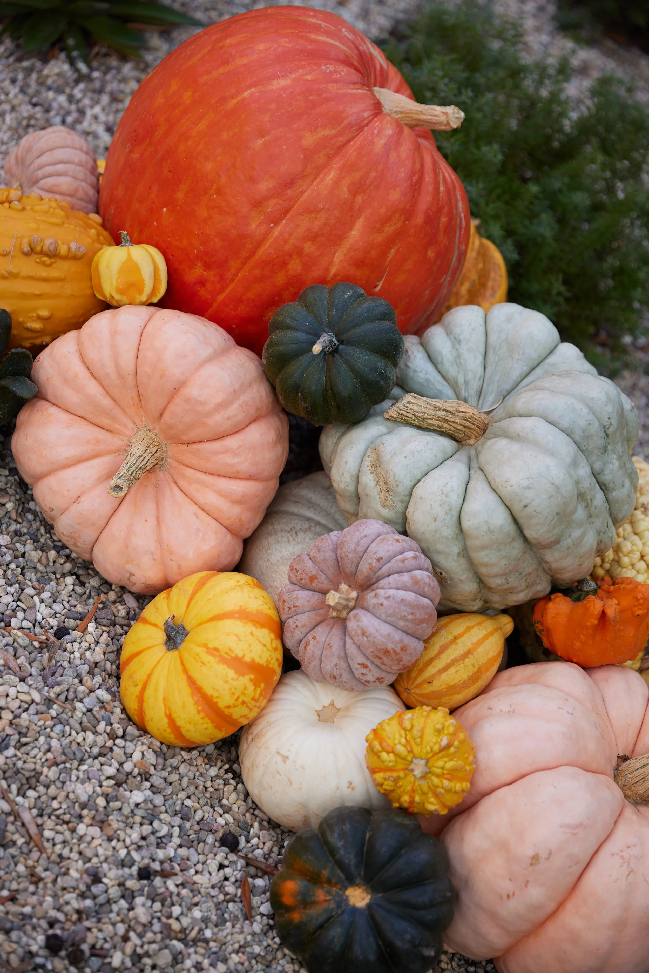Fall pumpkin and squash colors in full range.