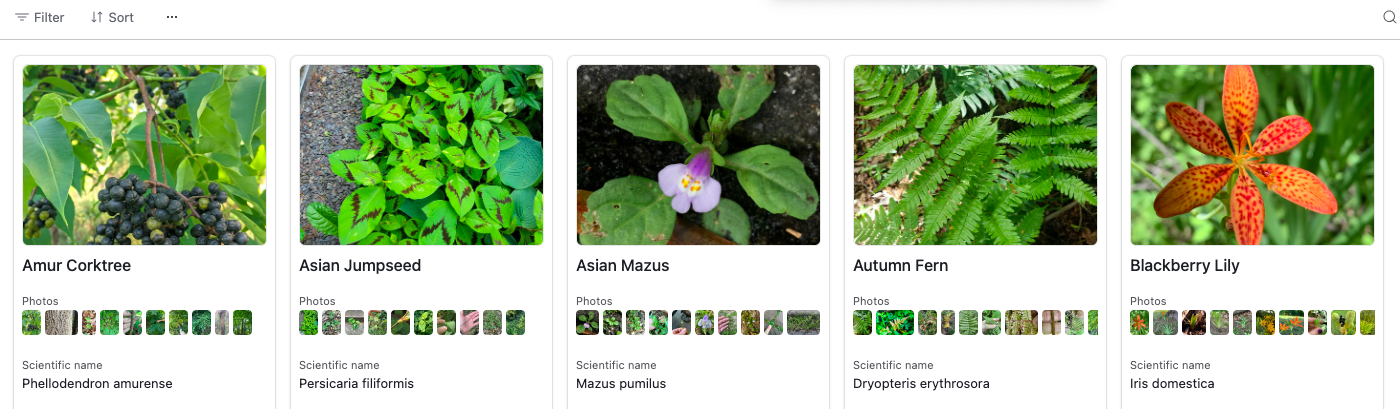 Series of five plant photos, including black berries on a tree, green jumpseed leaves, purple and white Asian mazus flowers, green fern leaves, and a red and orange blackberry lily flower.