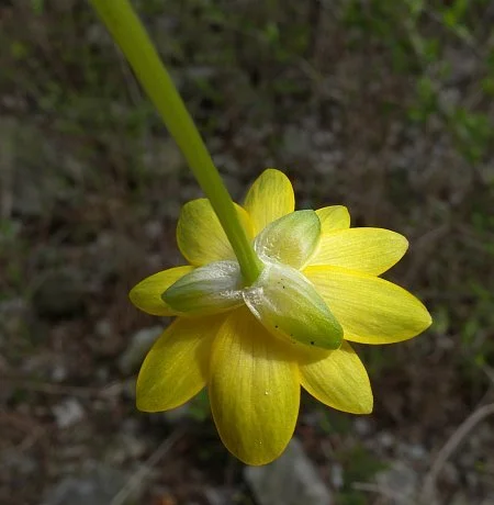 Tres sépalos verdes debajo de los pétalos