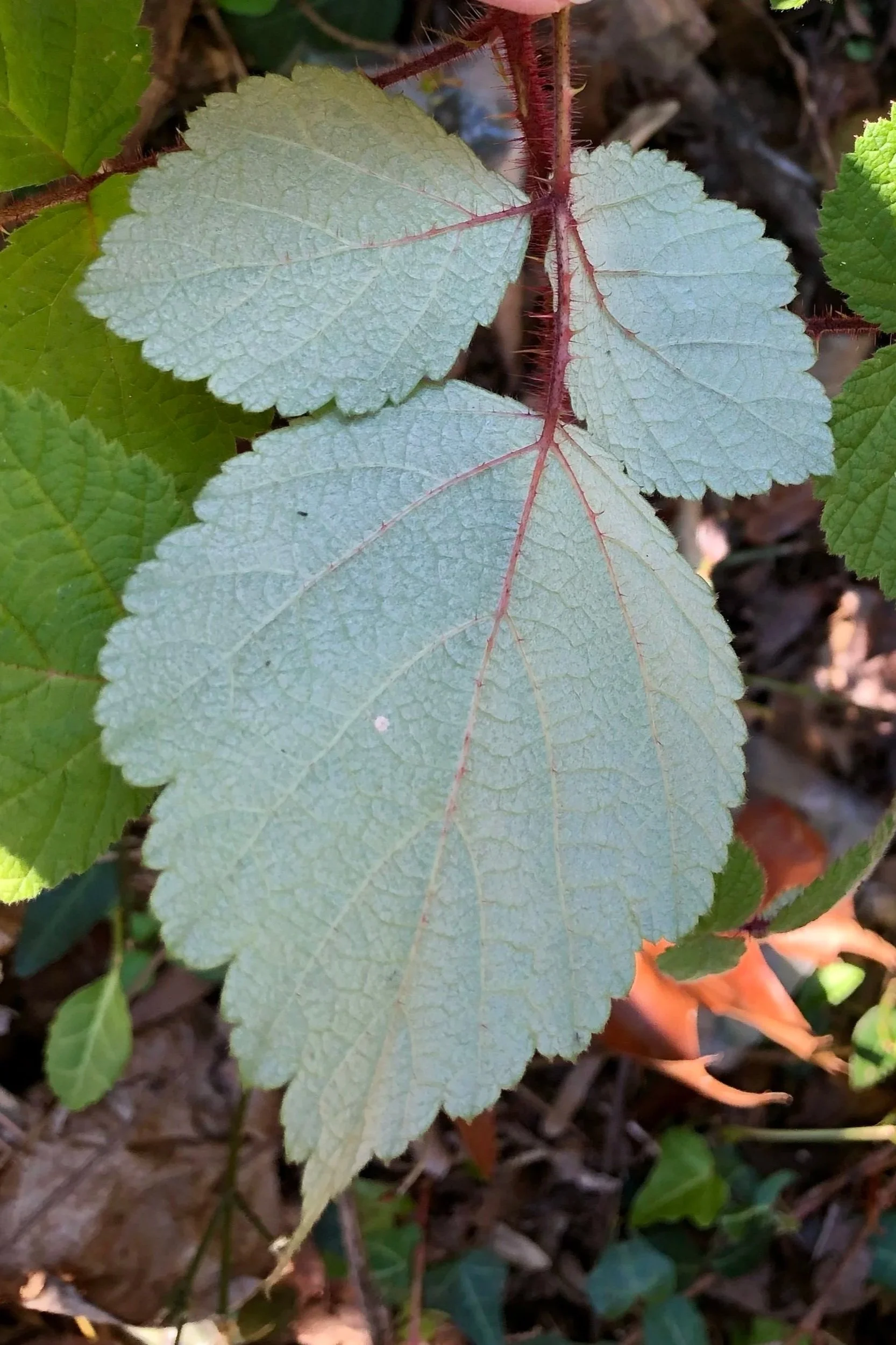 Wineberry+leaf+underside.jpg