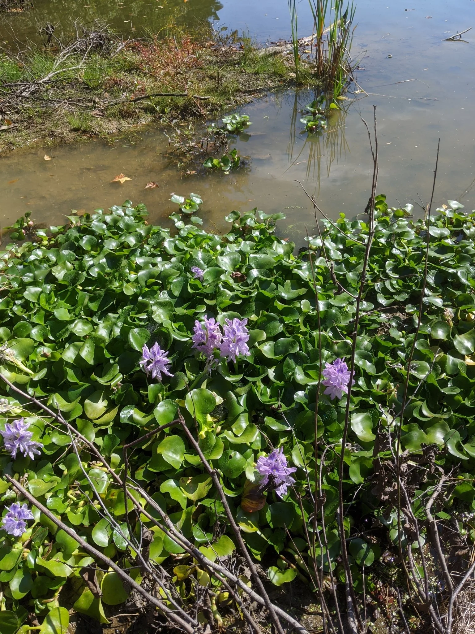 Water hyacinth