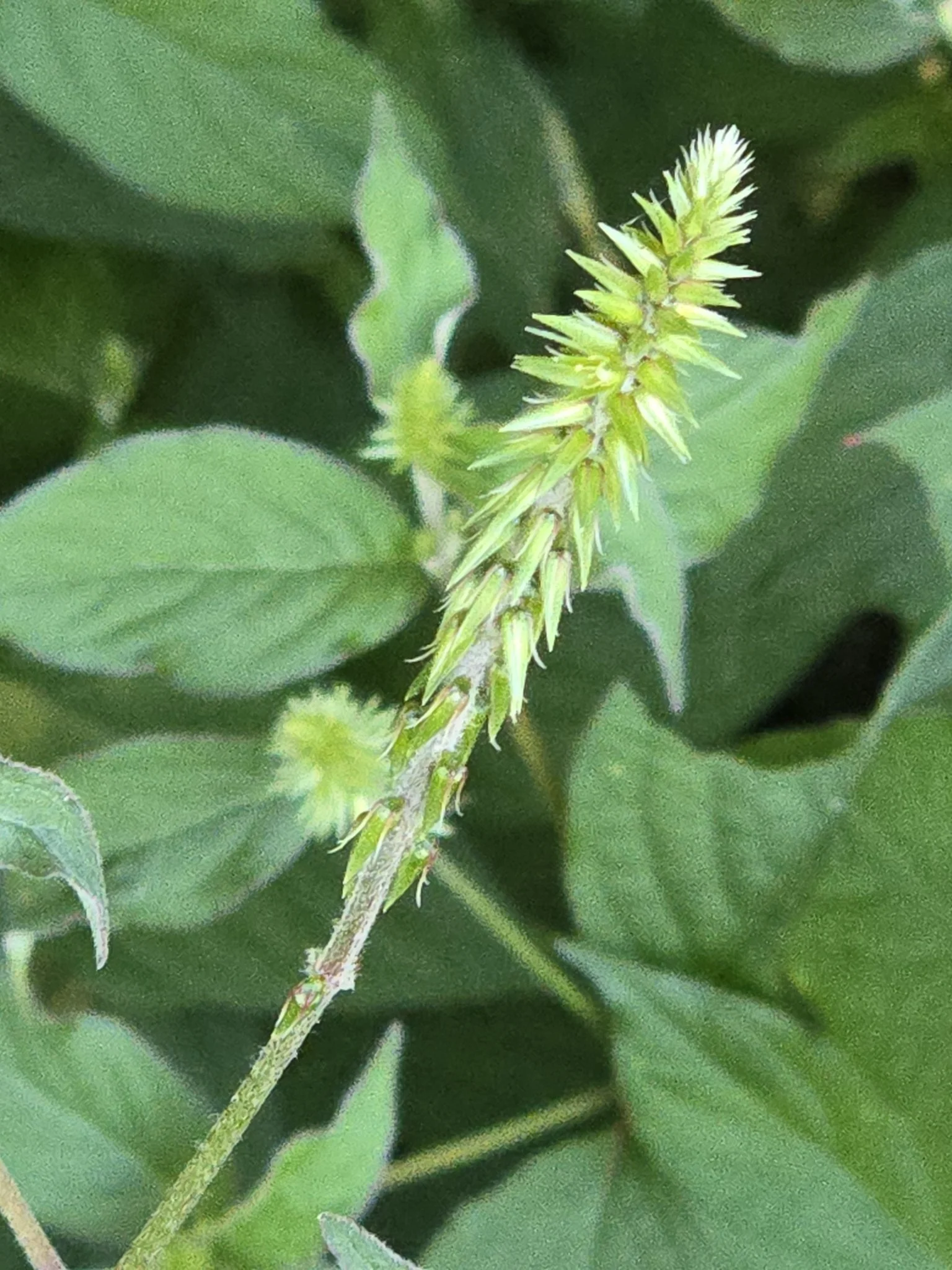 Japanese chaff flower
