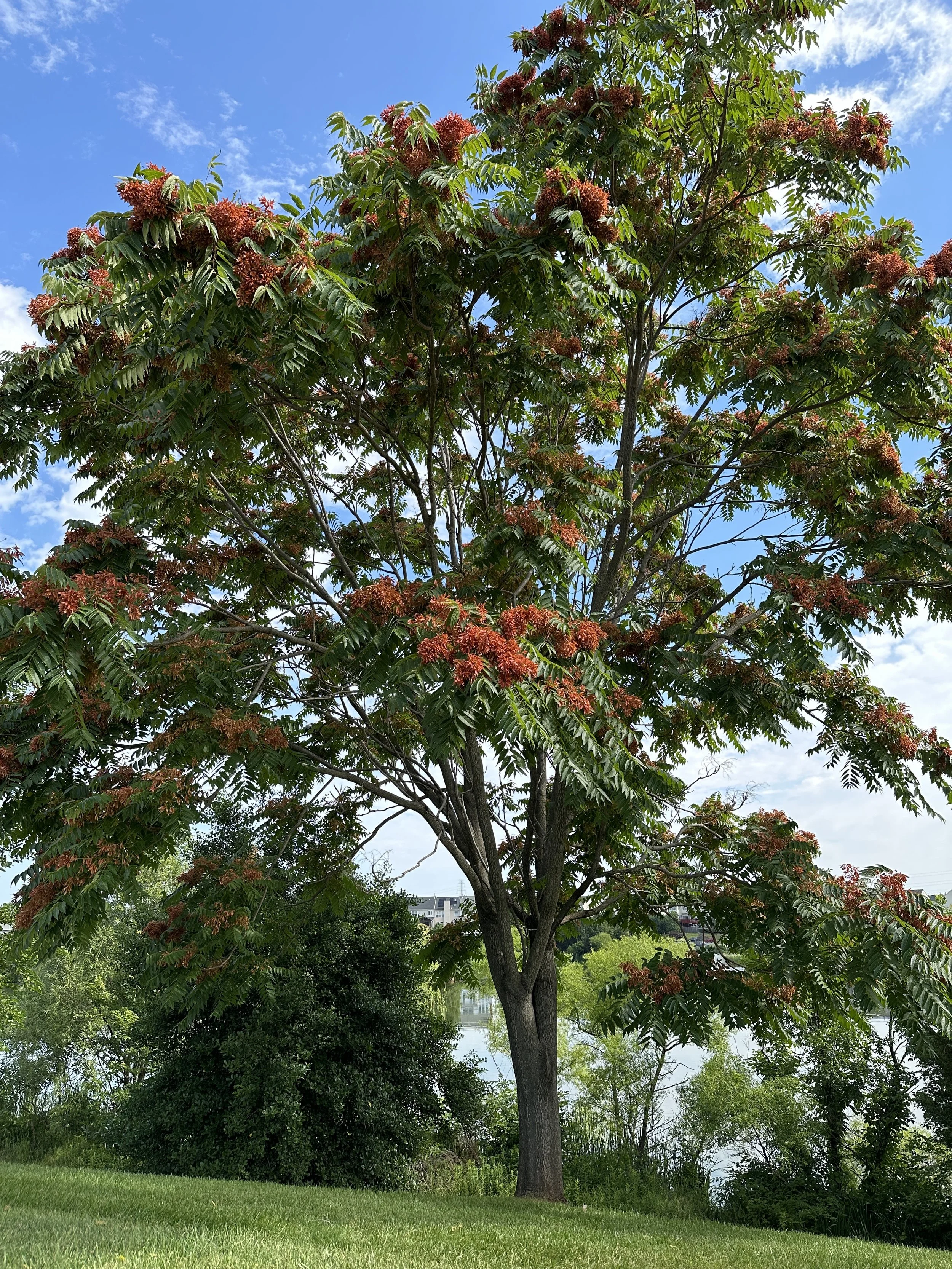 Español — Blue Ridge PRISM