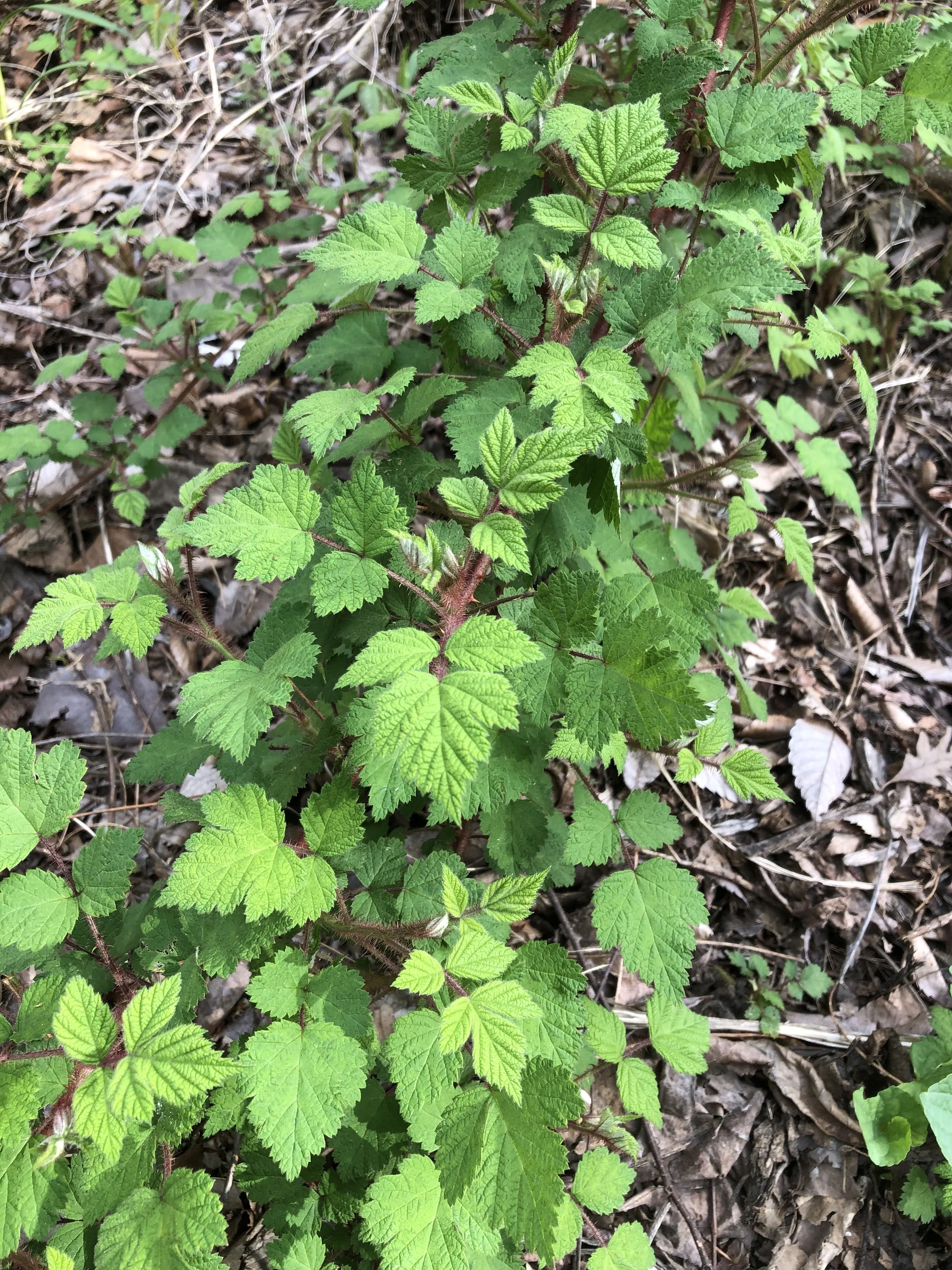 La frambuesa japonesa