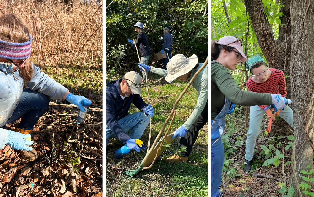 People participating in a tree planting and conservation activity in a wooded area, wearing gloves and using tools.