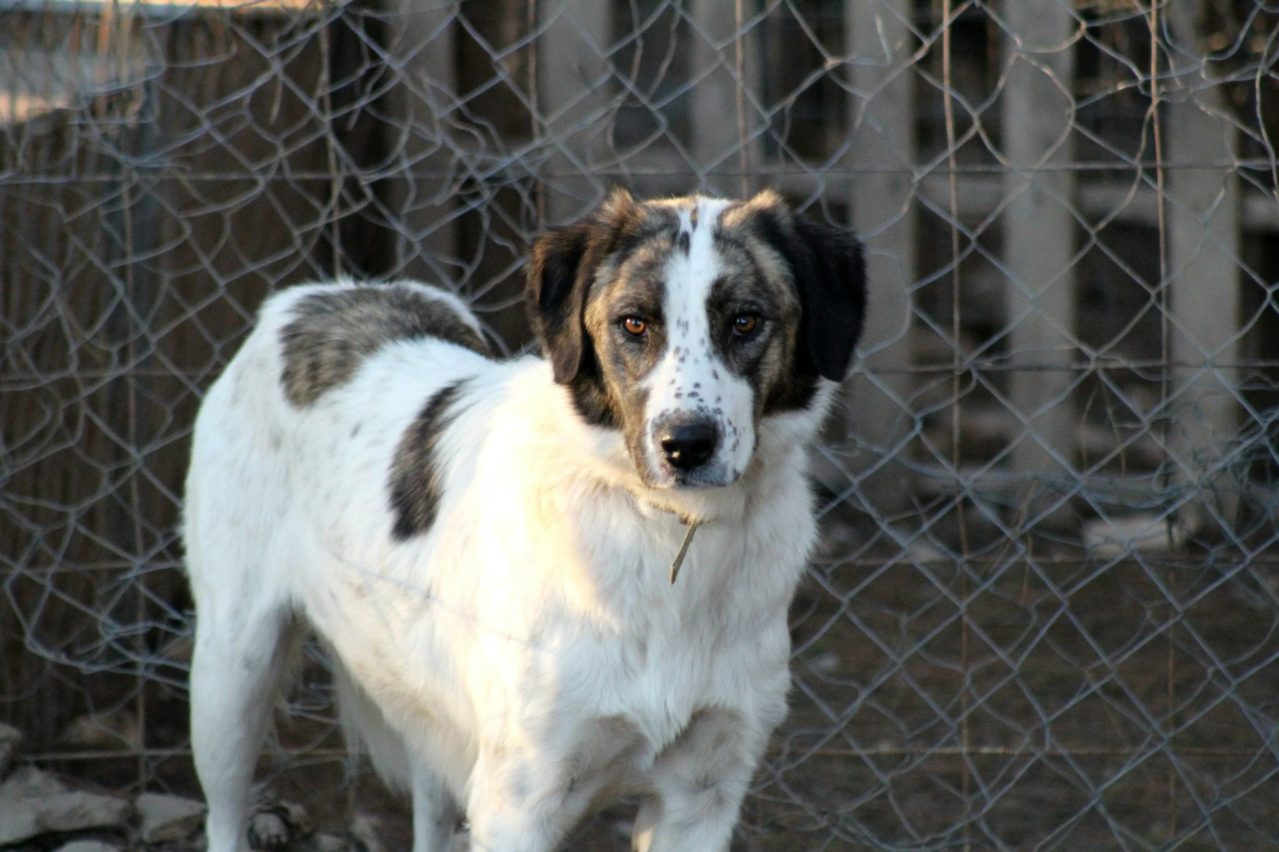 rescue shepherd dog