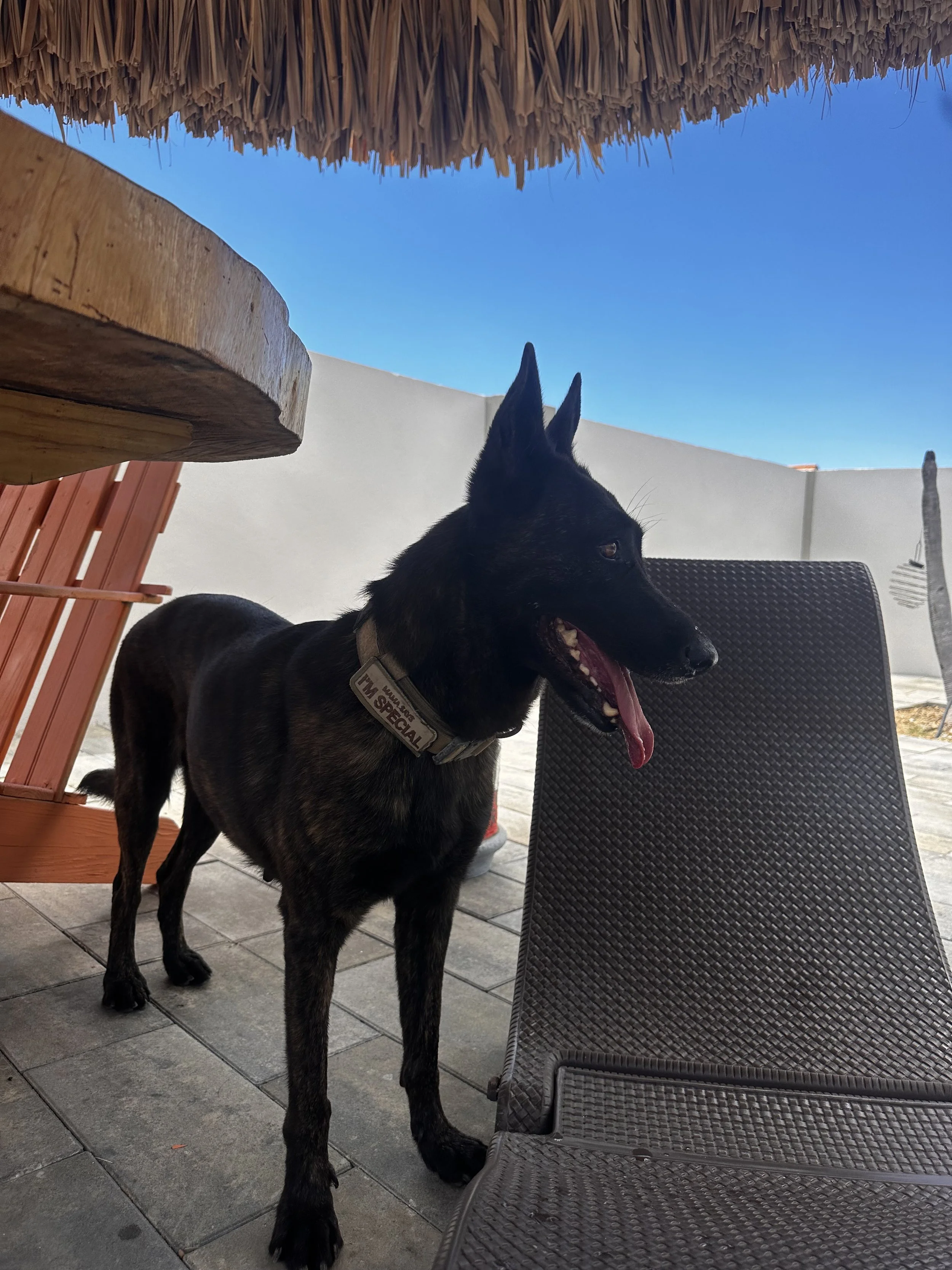black malinois stood training