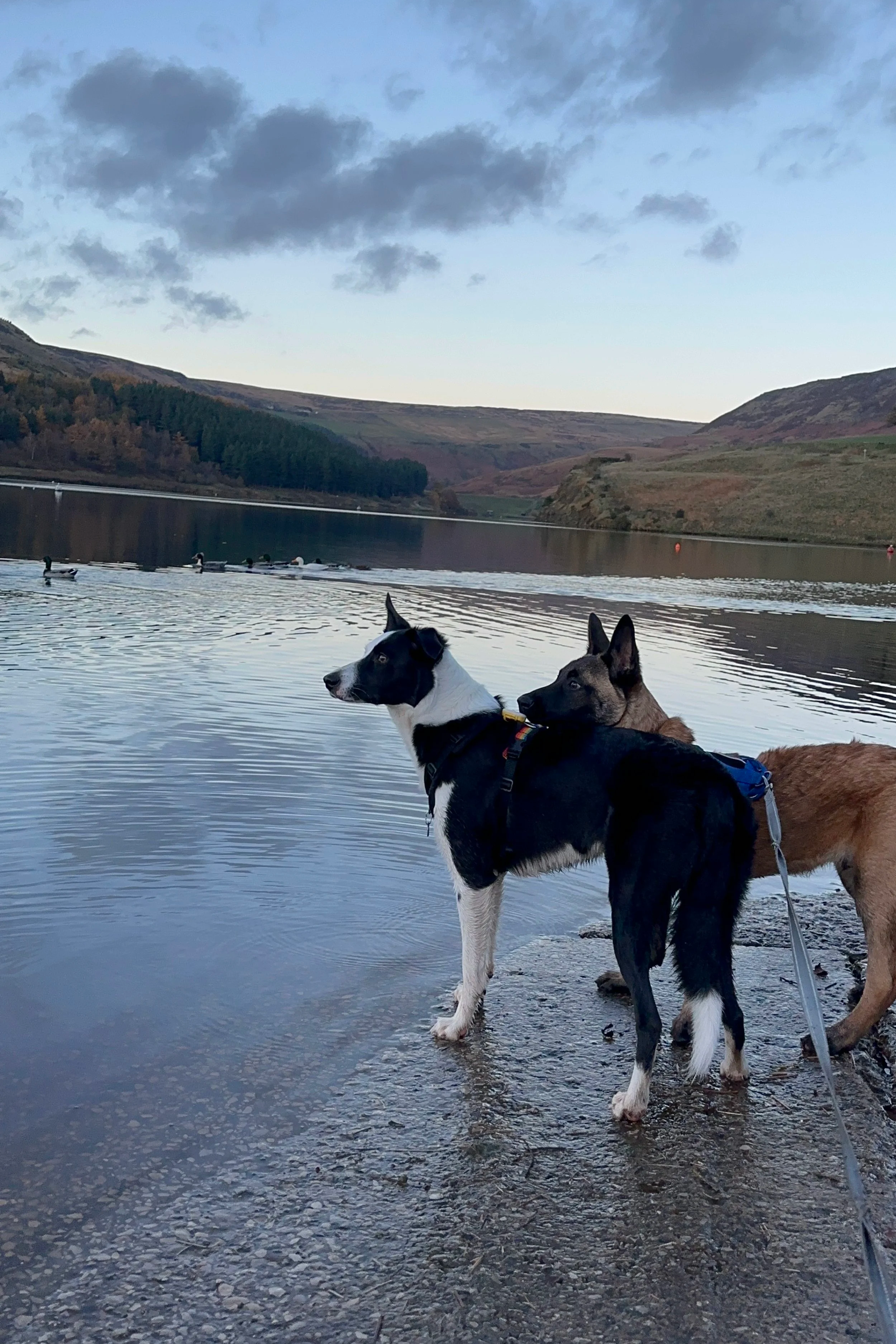 Collie and Malinois at Dovestone