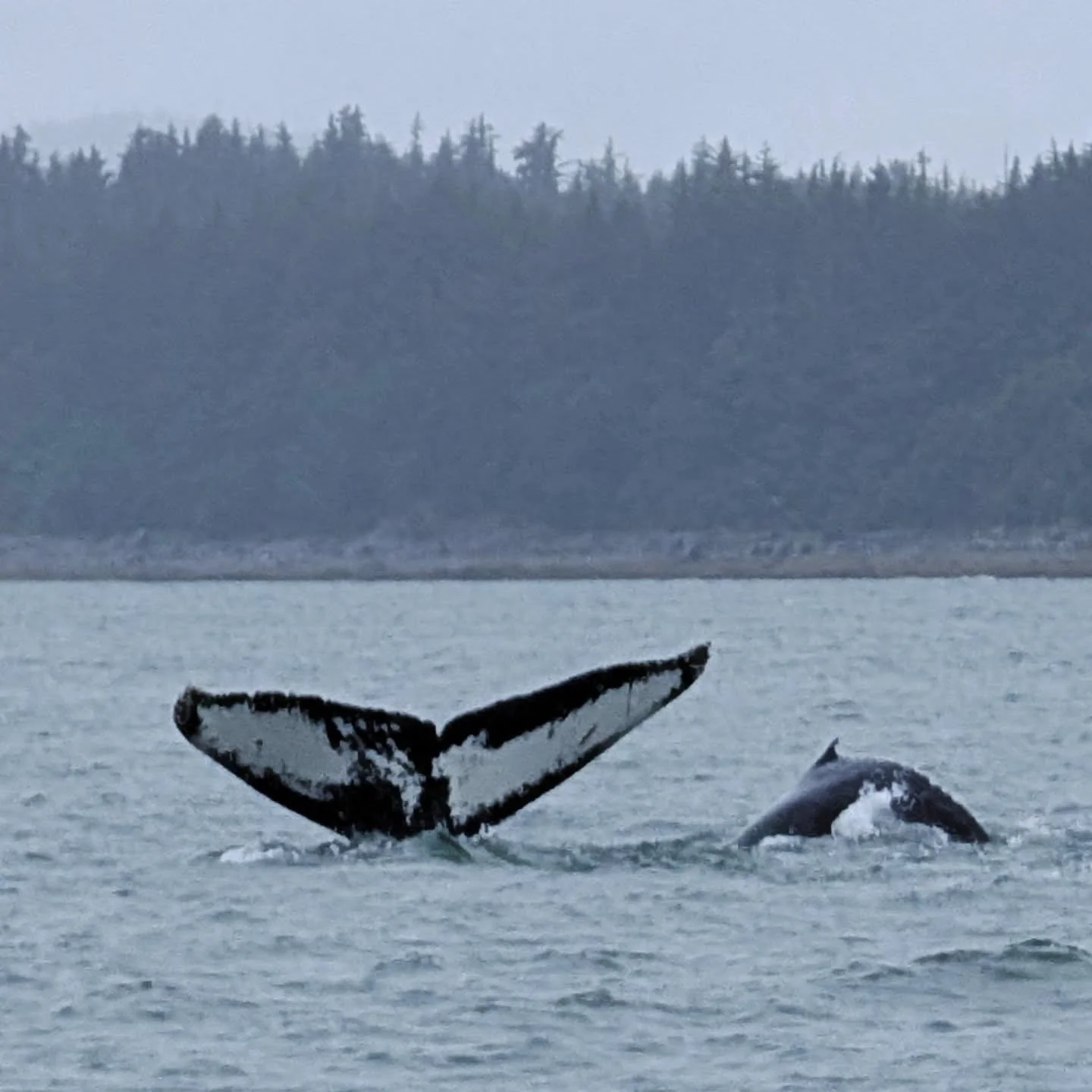 Humpback whale Flame and her calf Match