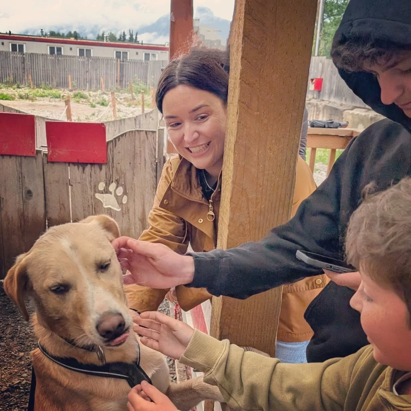Cutest Iditarod sled dogs and her pups
