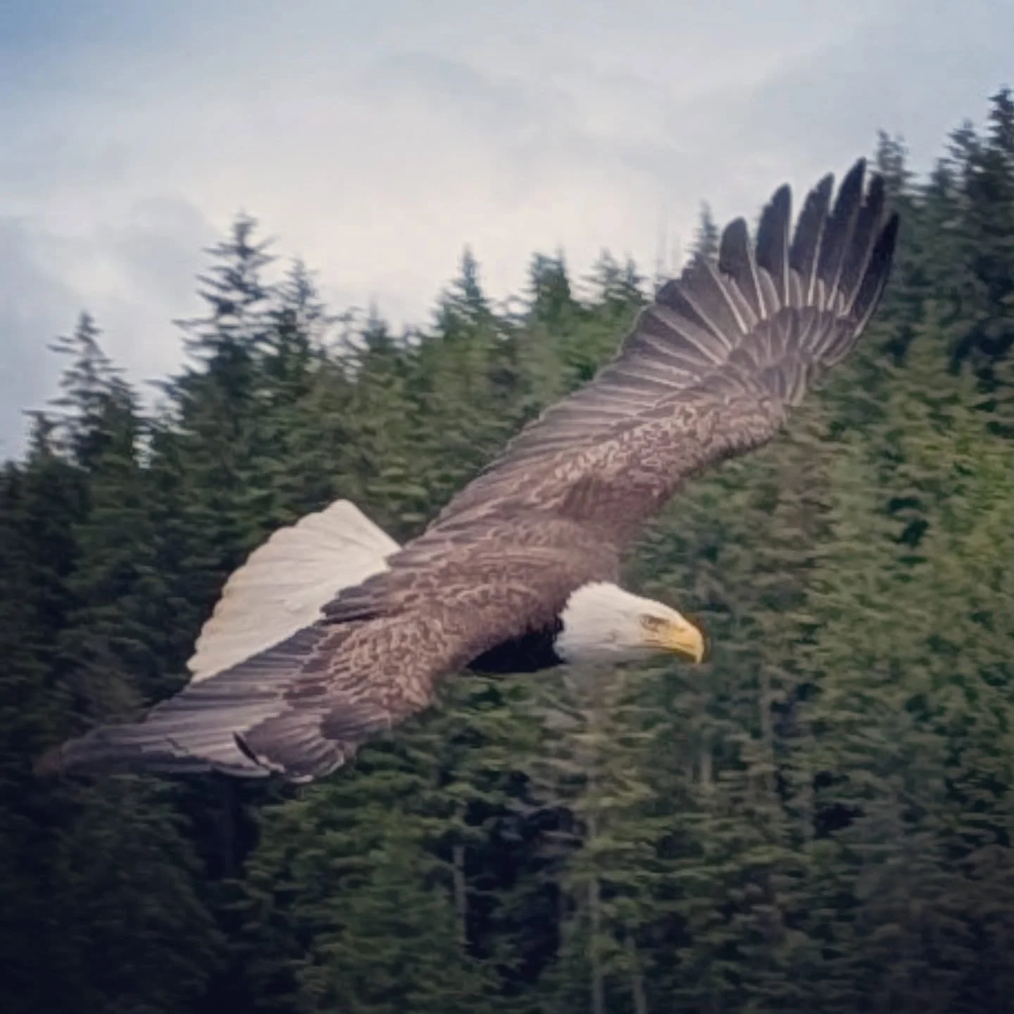 Salmon, eagles, deer everywhere. ♥️AK