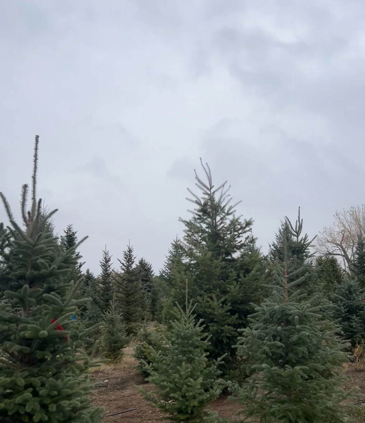 Christmas TreeLot  with    Boy Scout Troop 303