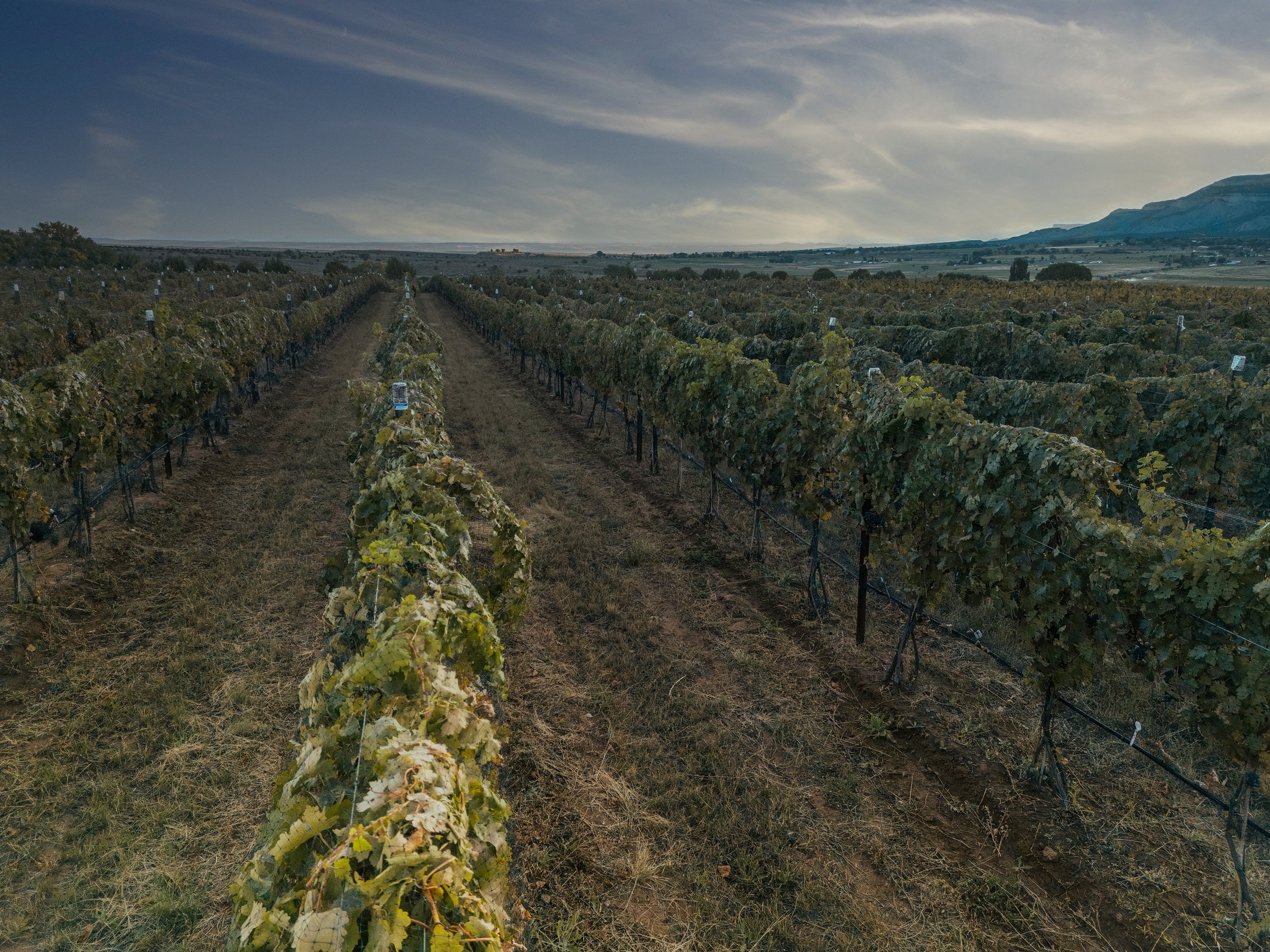 Box Bar Vineyard, An Ordinary fellow Winery