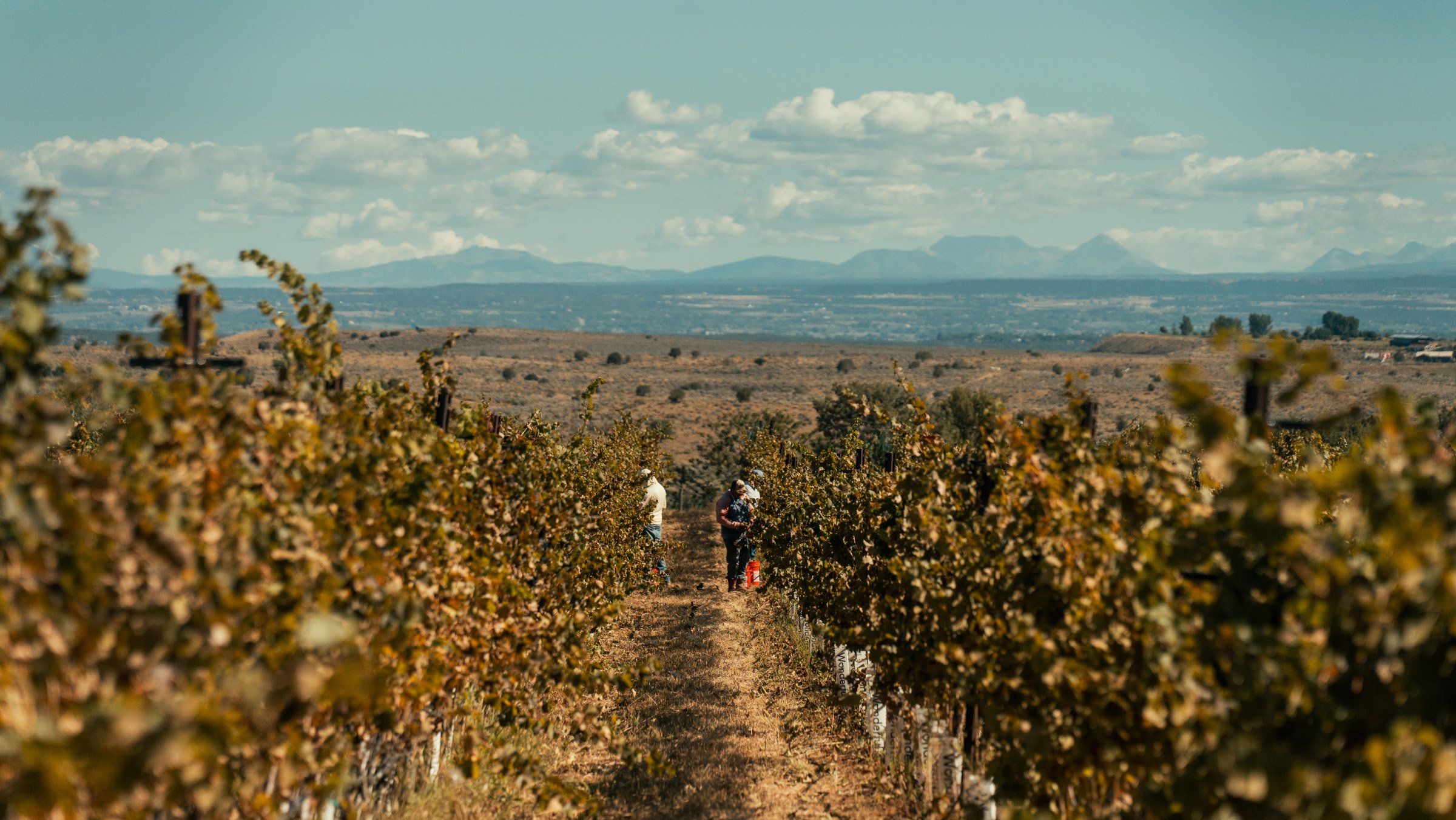 Men harvesting grapes at Box Bar Vineyard, An Ordinary fellow Winery