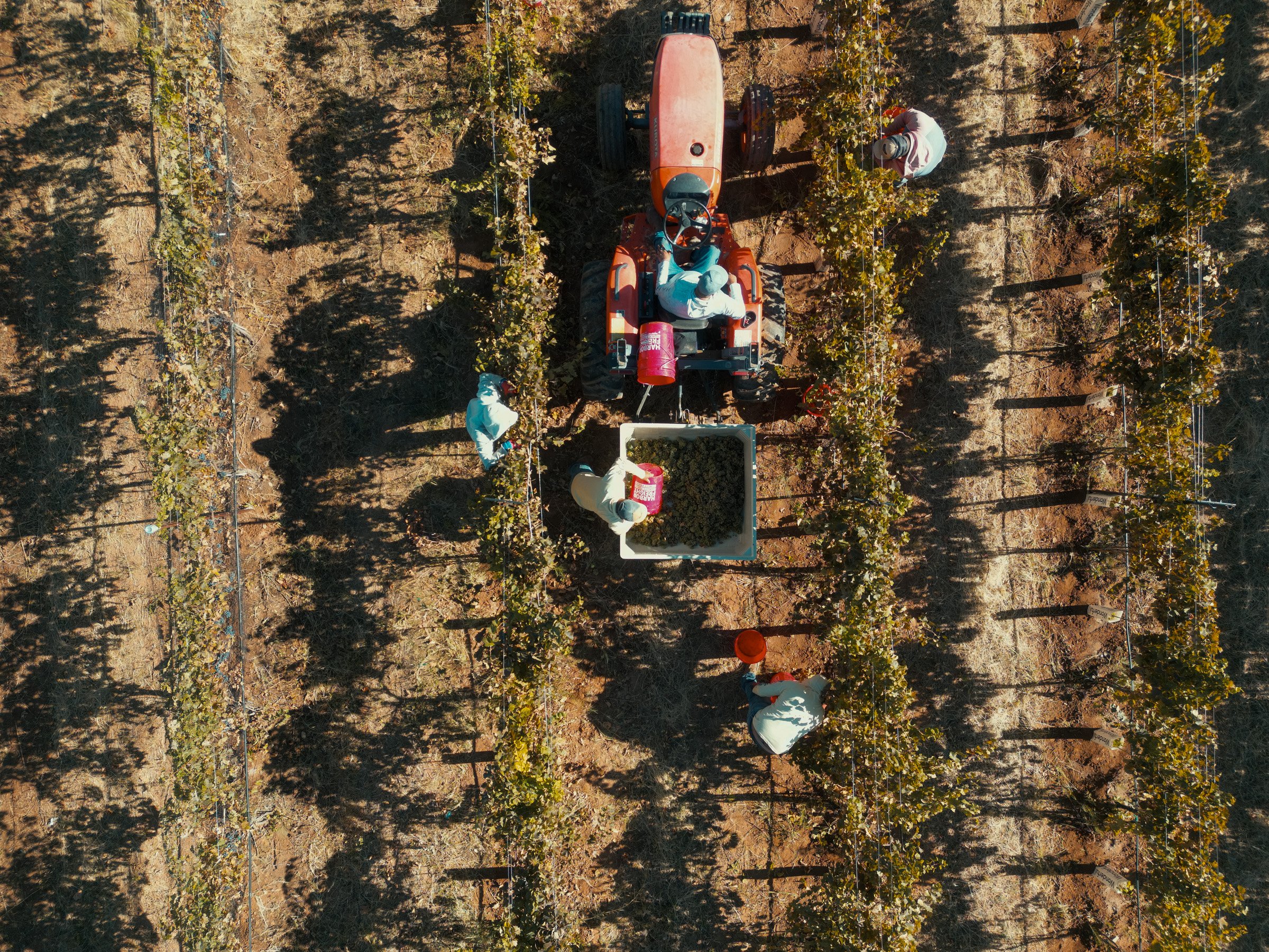 Men harvesting grapes at Box Bar Vineyard, An Ordinary fellow Winery